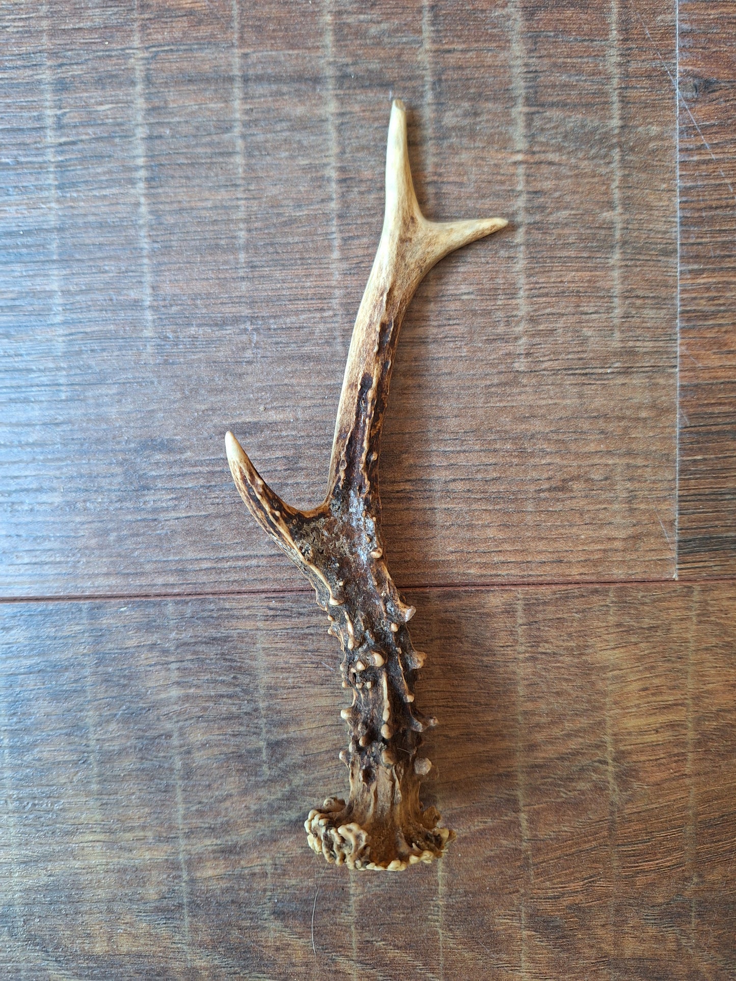 Roe deer antlers, single
