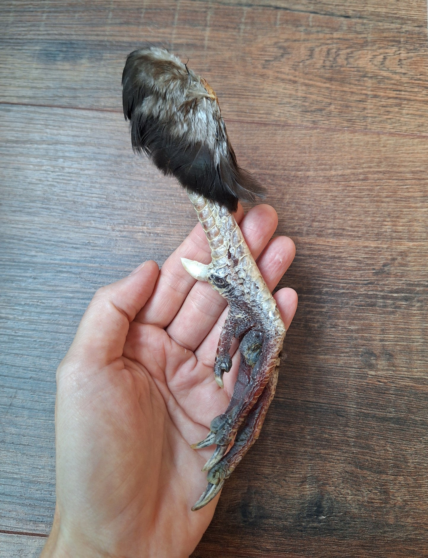 Chicken lower leg