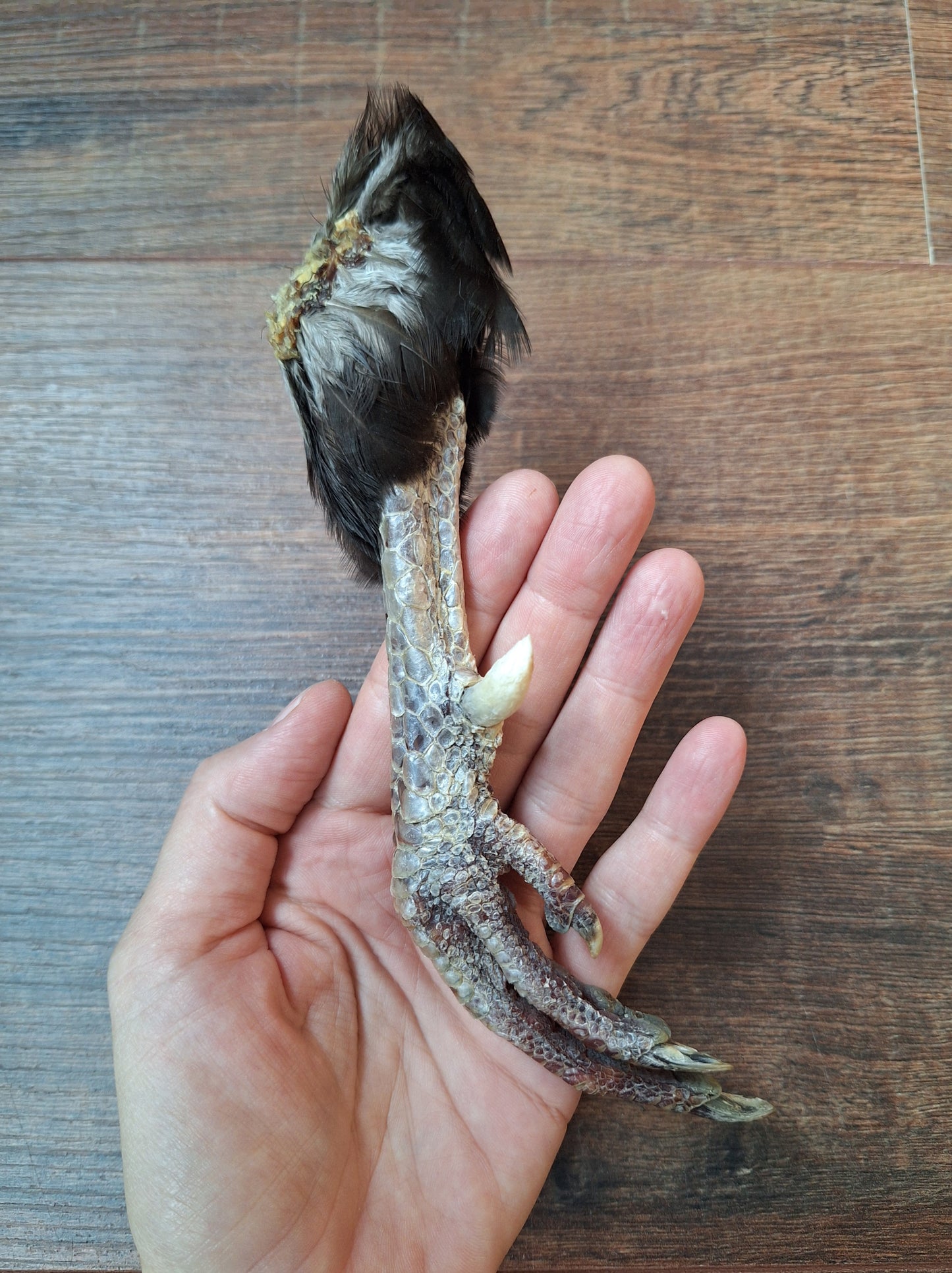 Chicken lower leg