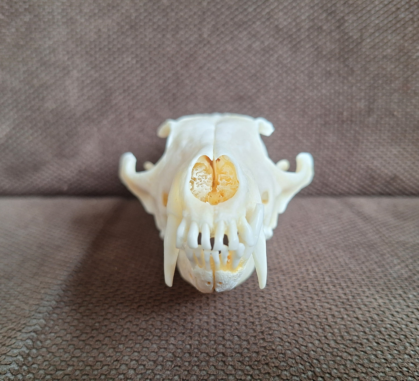 Fox skull #22