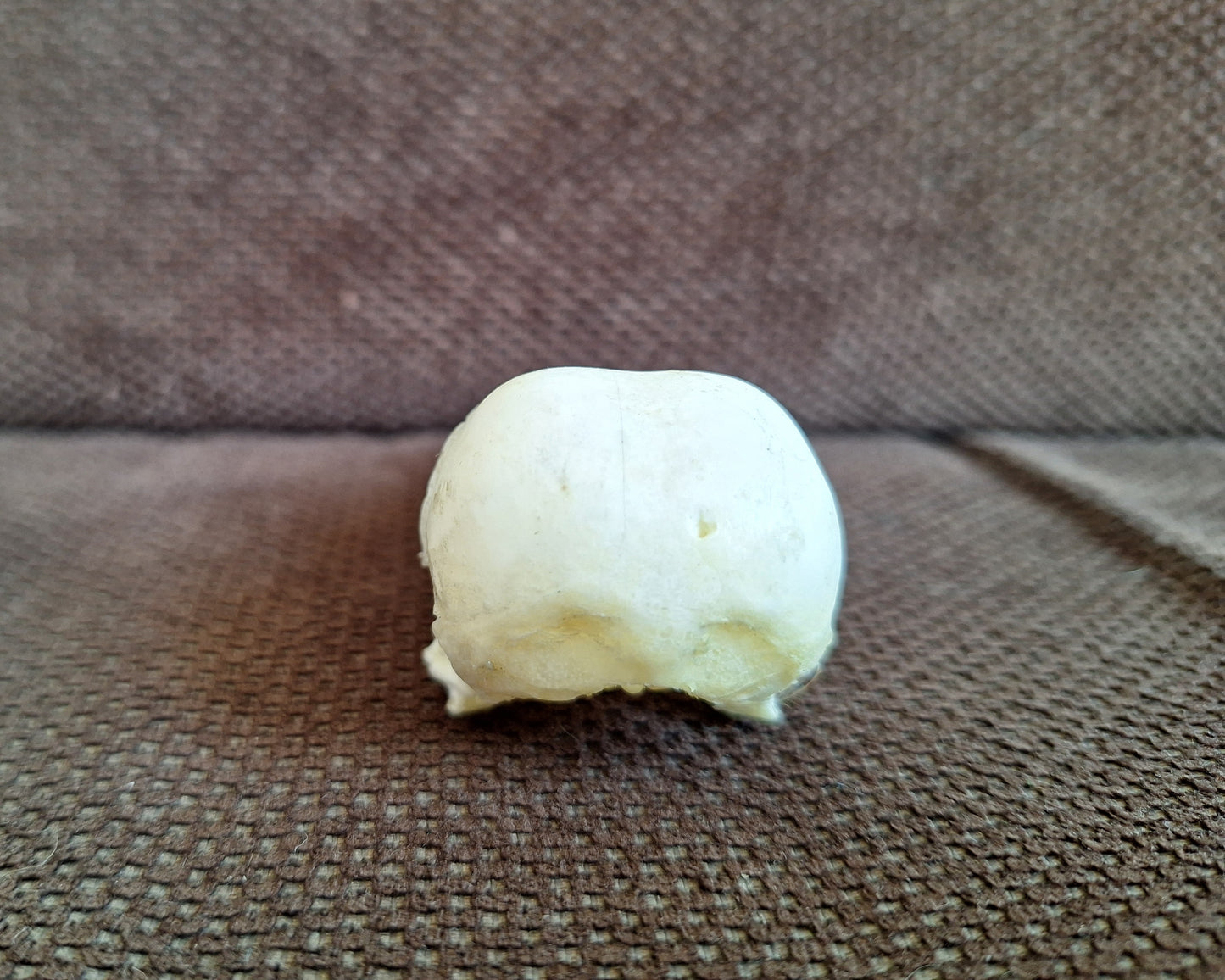 Crow skull #30