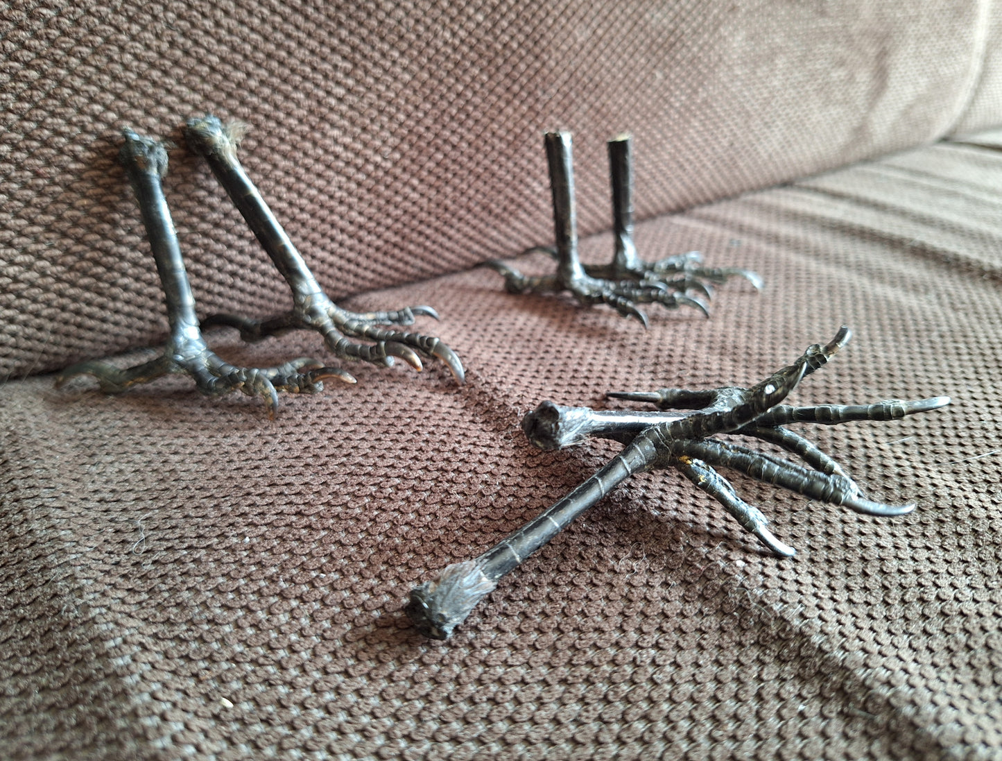 Jackdaw claws pair, standing-shape, B-quality