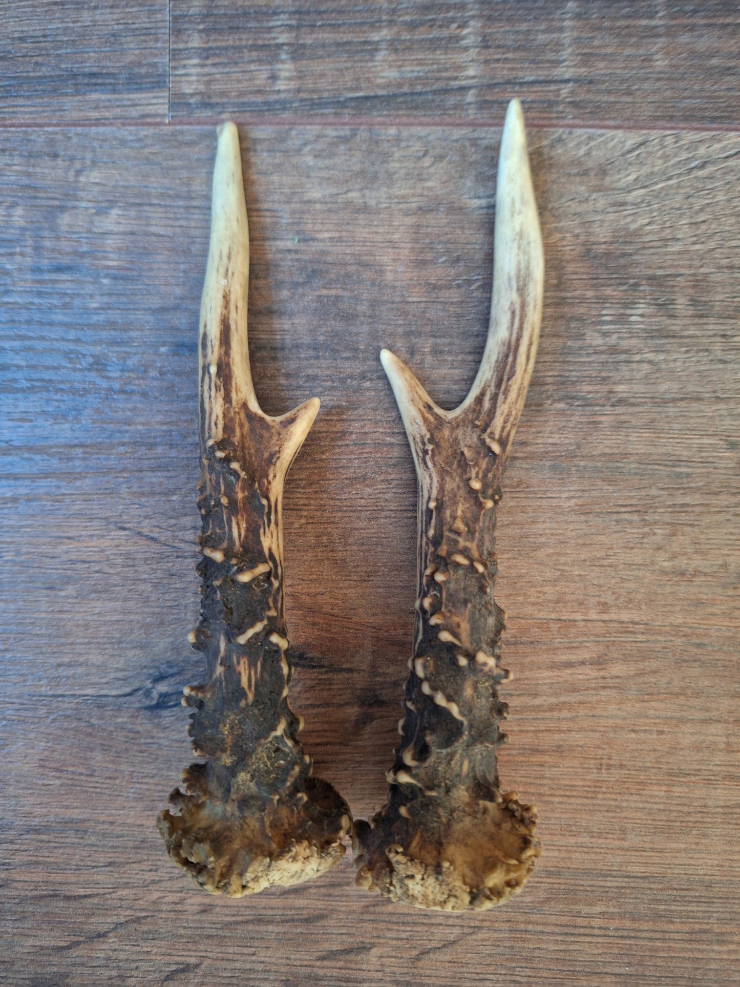 Roe deer antlers, set of two