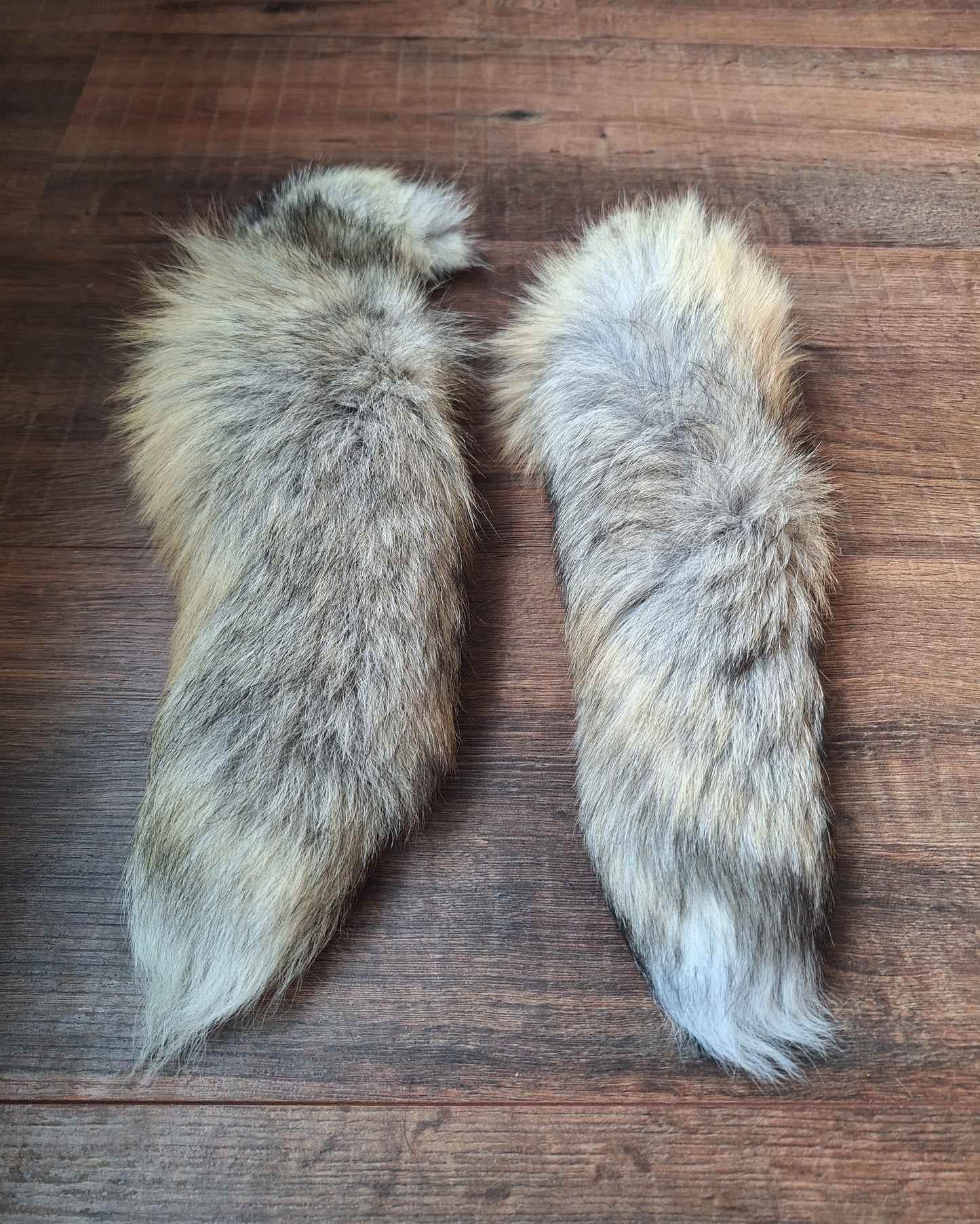 Painted silverfox tails