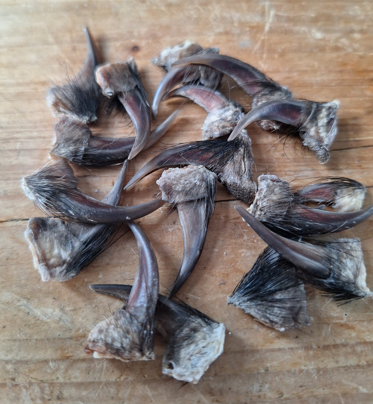Badger claws #5