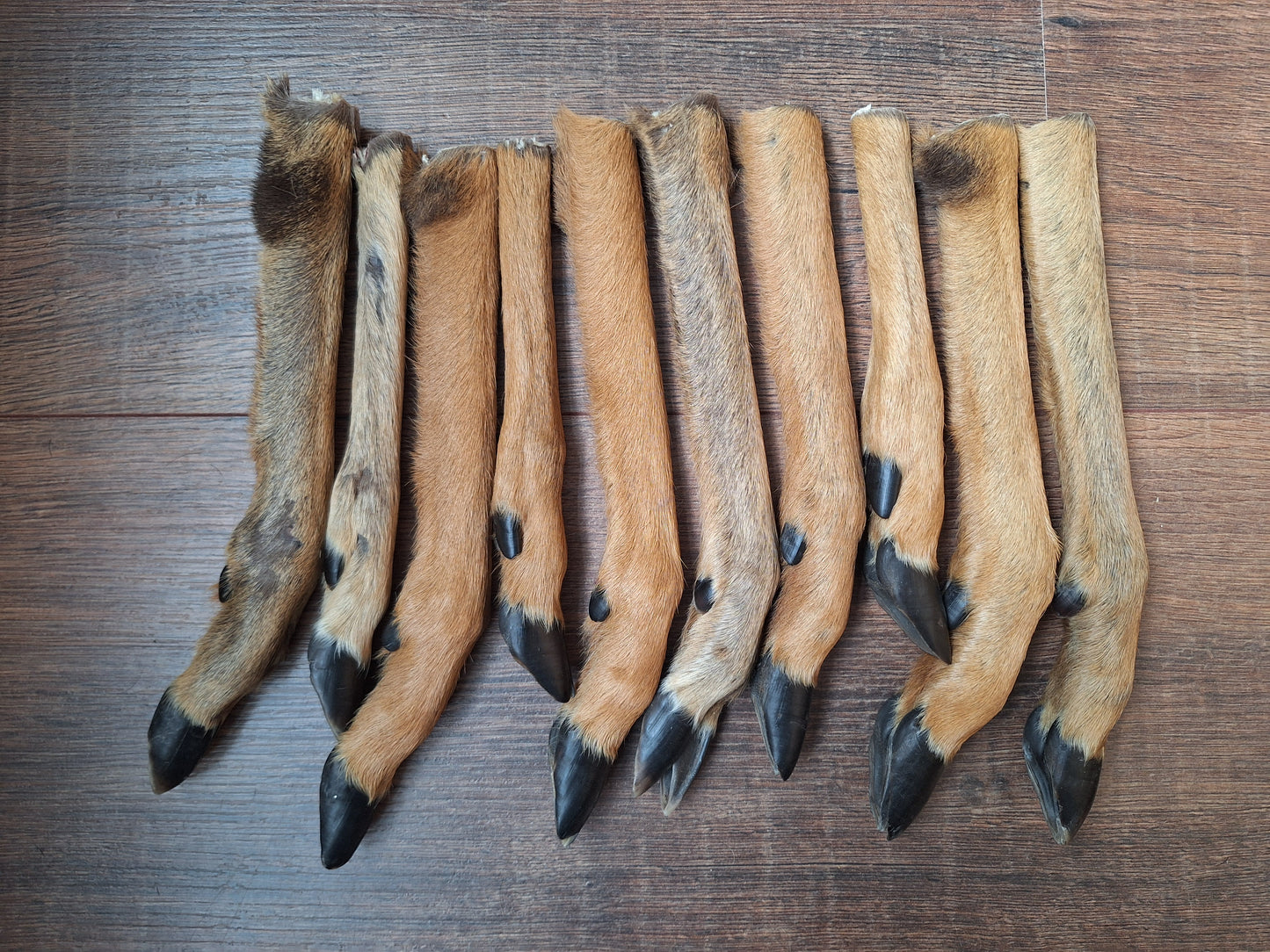 Roe deer lower legs