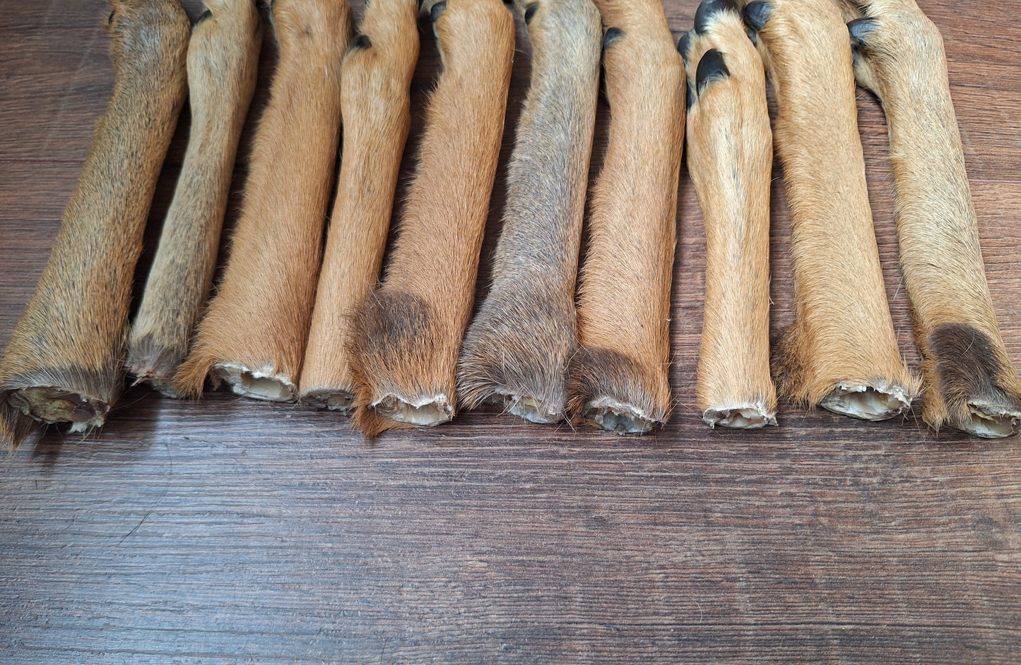 Roe deer lower legs