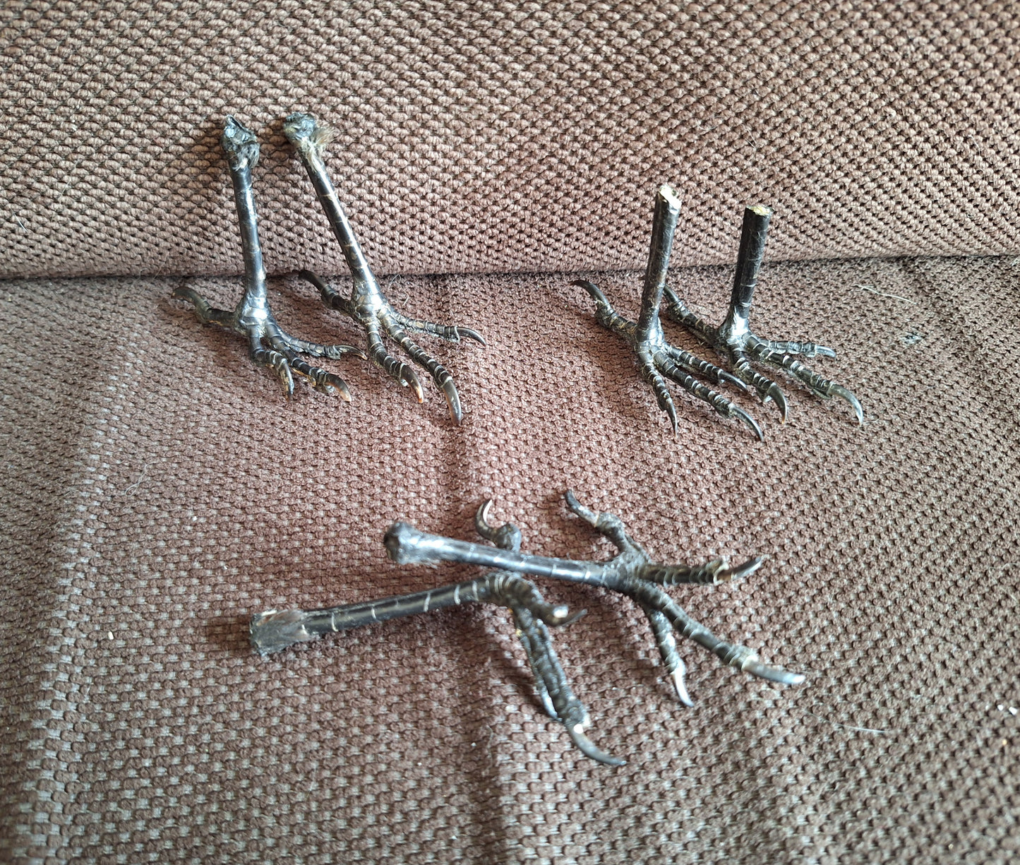 Jackdaw claws pair, standing-shape, B-quality