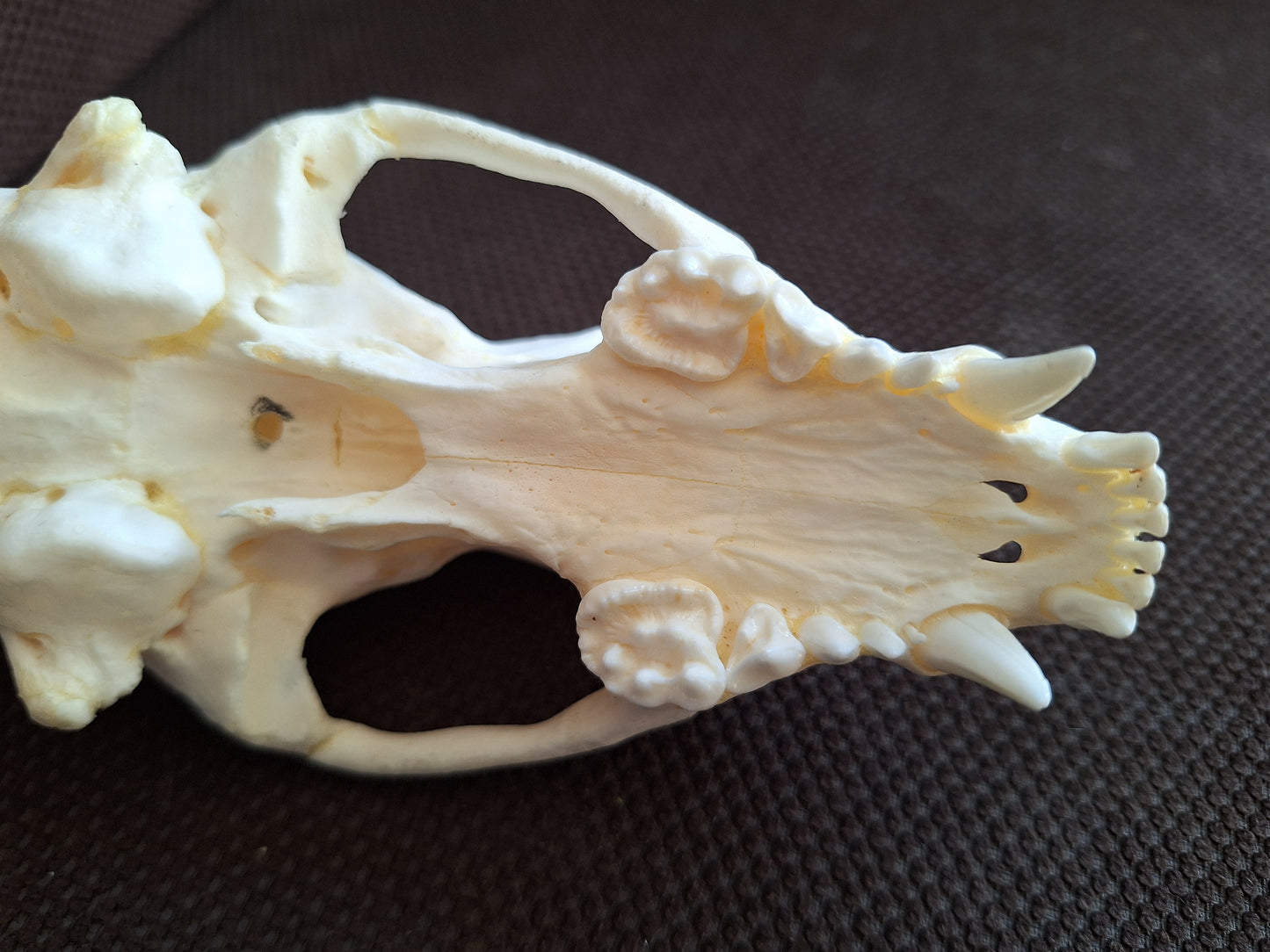 Racoon skull #3, B-quality