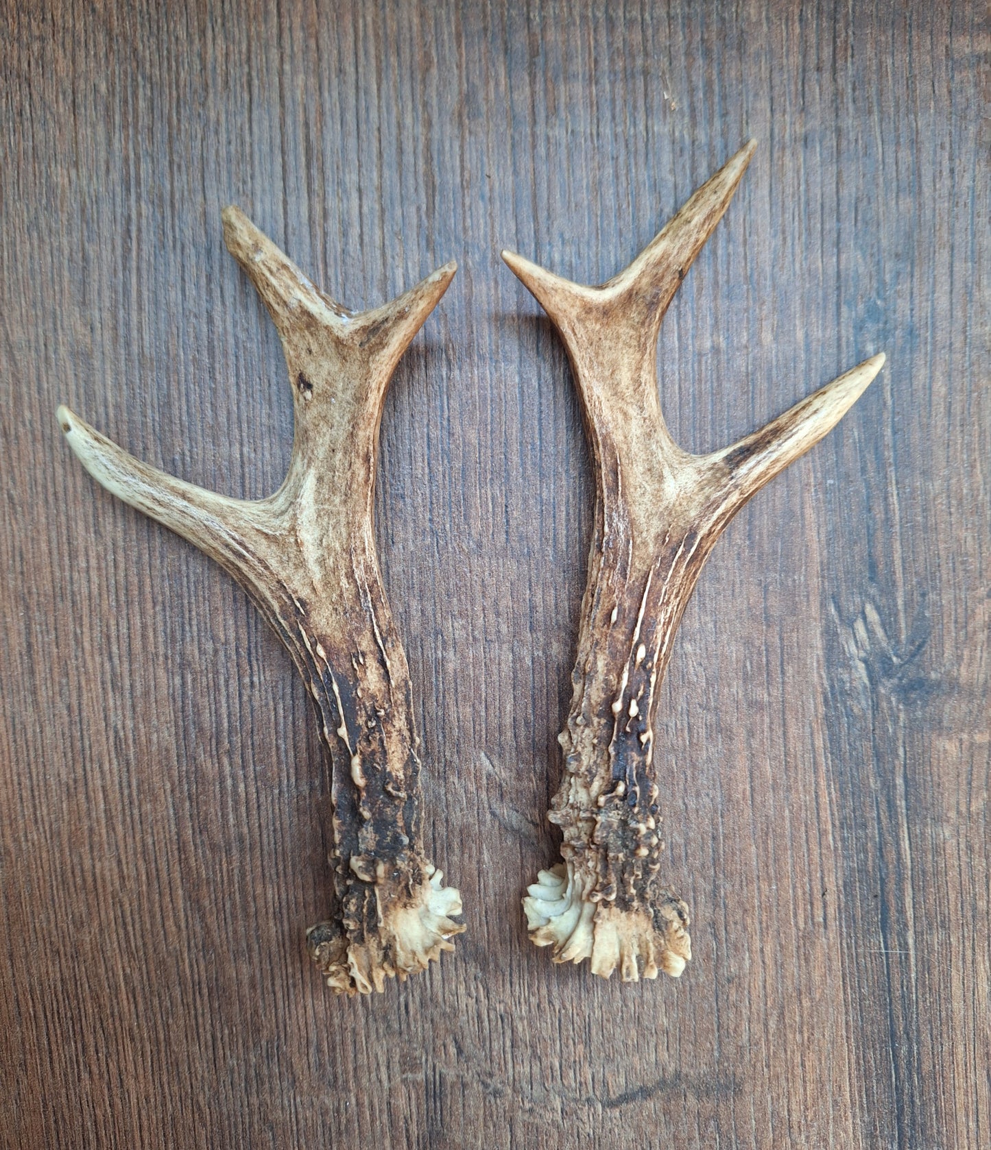 Roe deer antlers, set of two