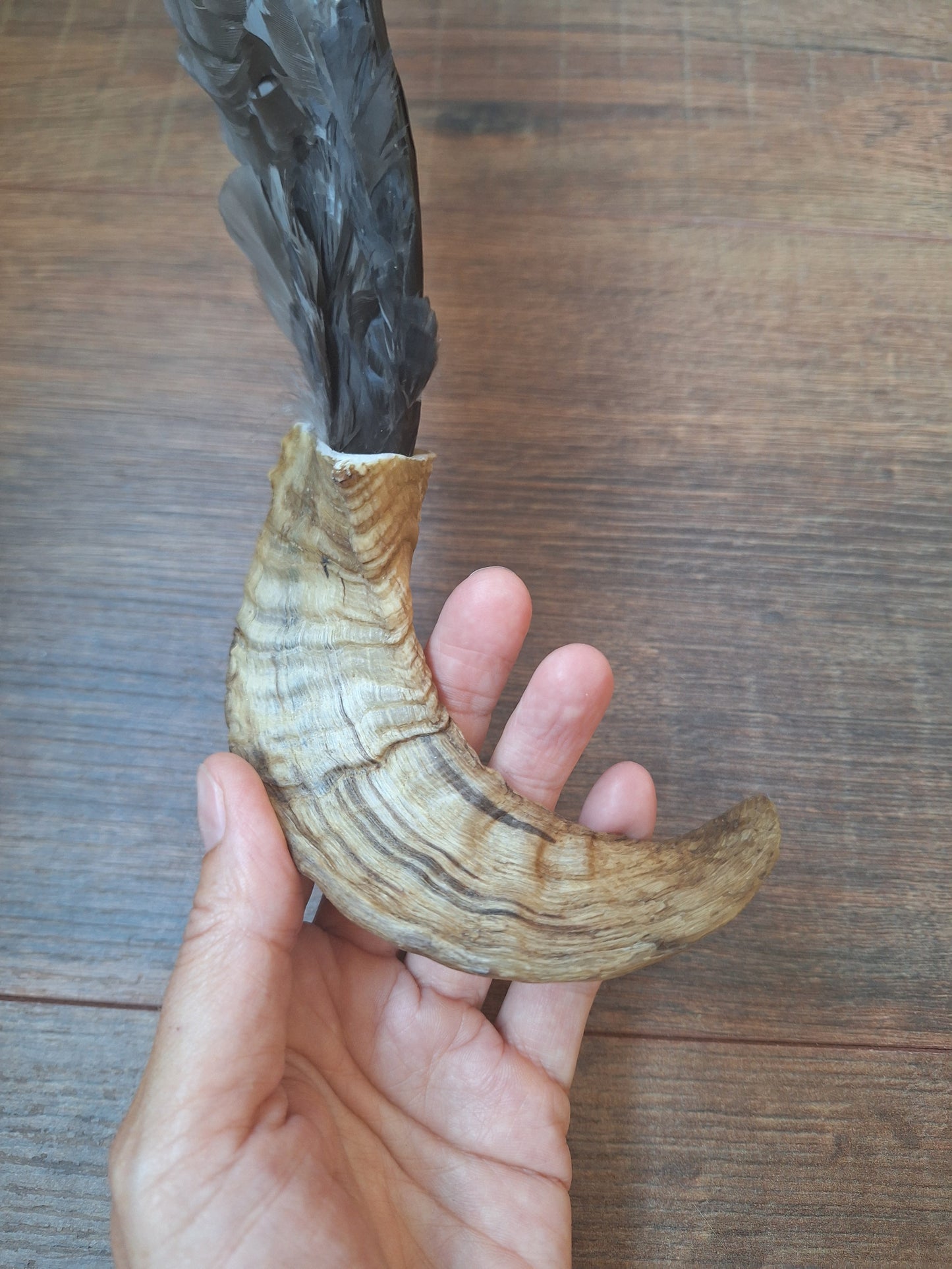 Horn feather fan Crow