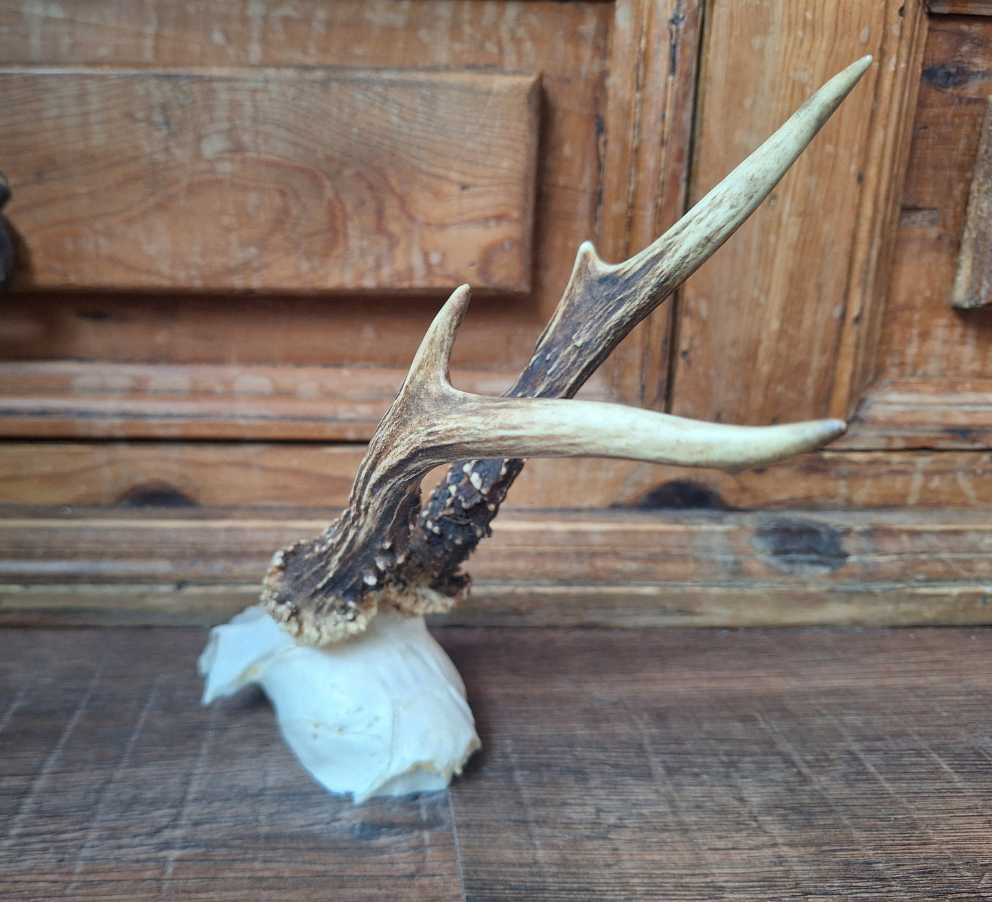 Roe buck skull cap #14