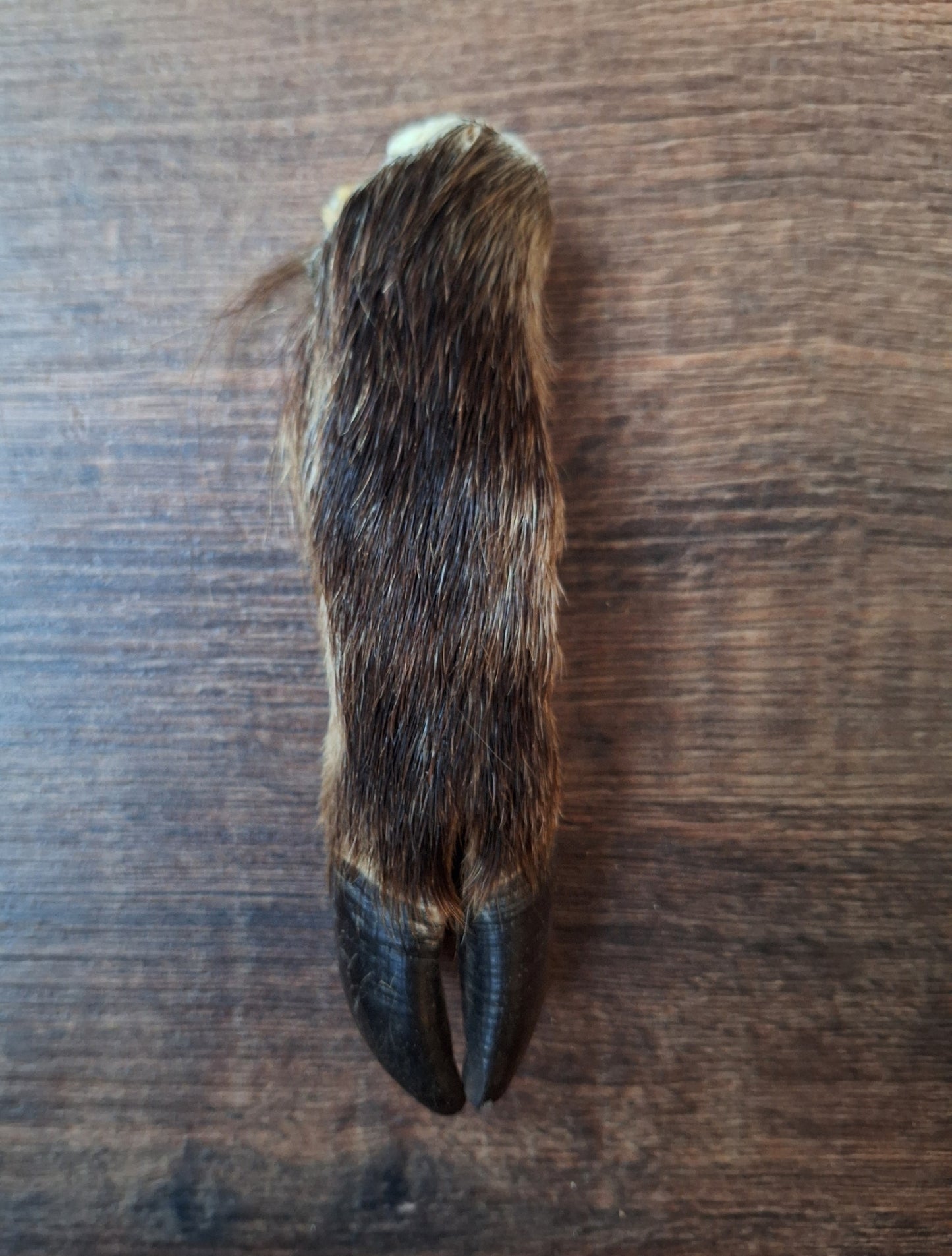 Wild boar lower legs