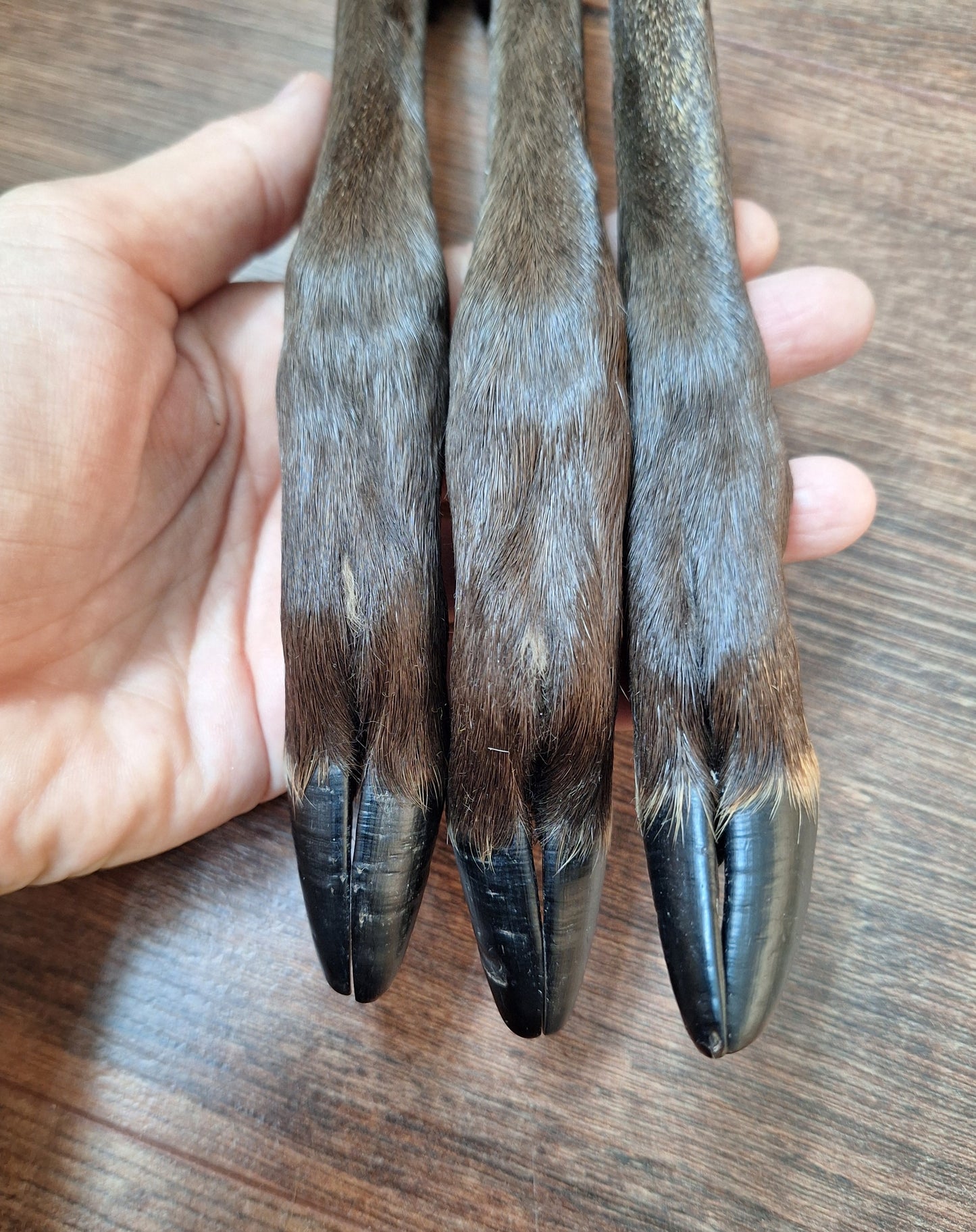 Black roe deer lower legs