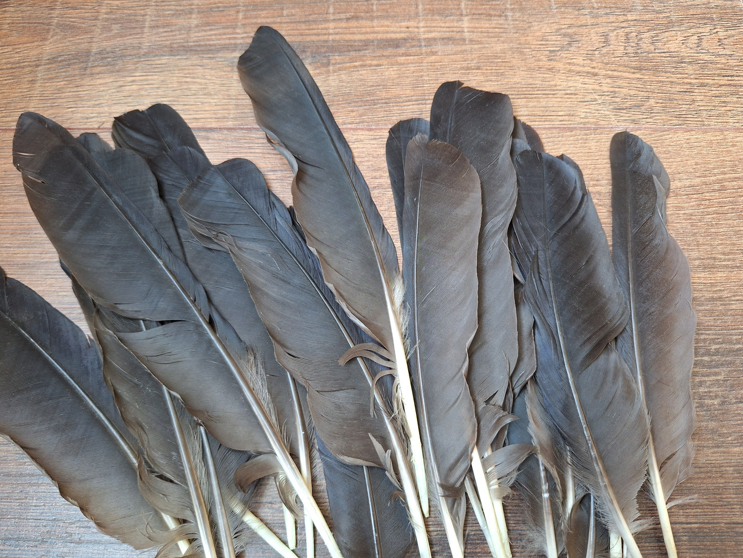 Crow feathers, set of 20