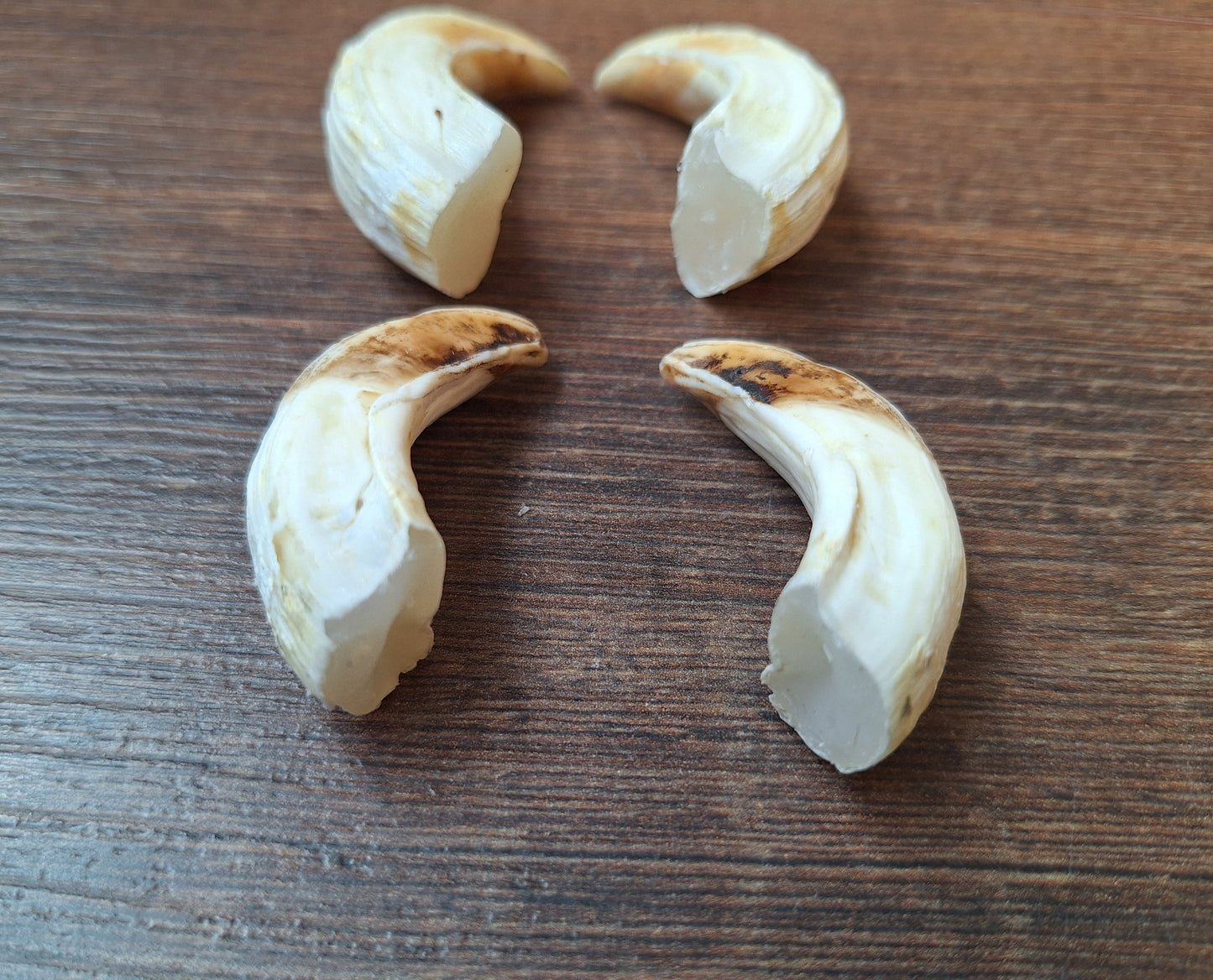 Wild boar upper jaw tusks, set of two