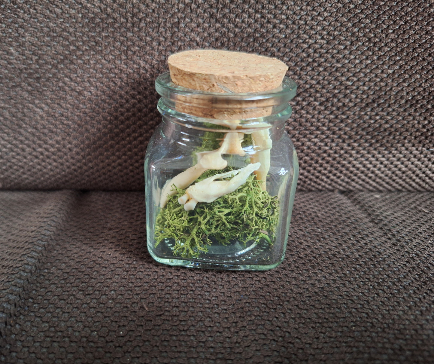 Ferret jaw bones in glass jar