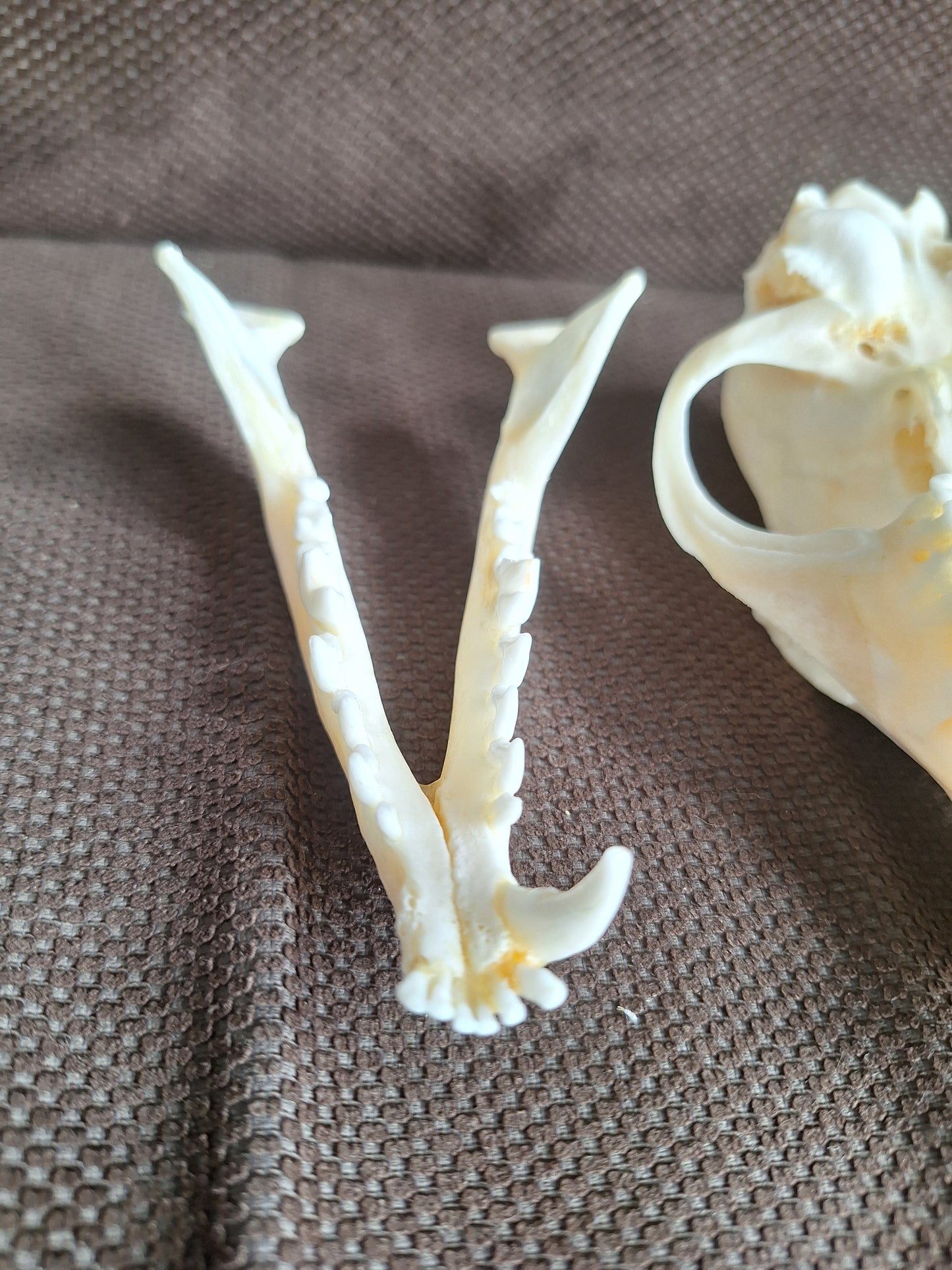 Fox skull #22