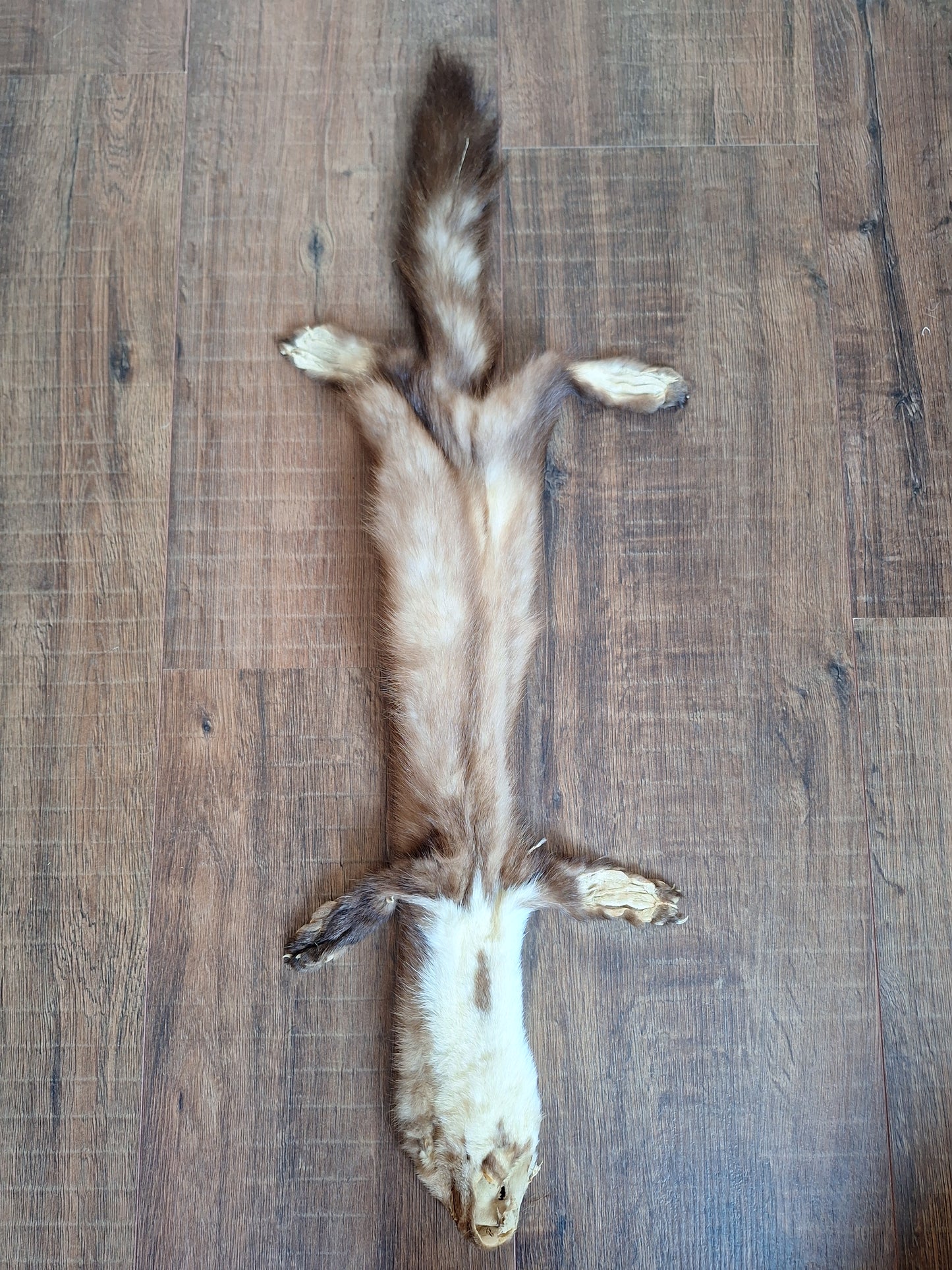 Stone marten hide #3