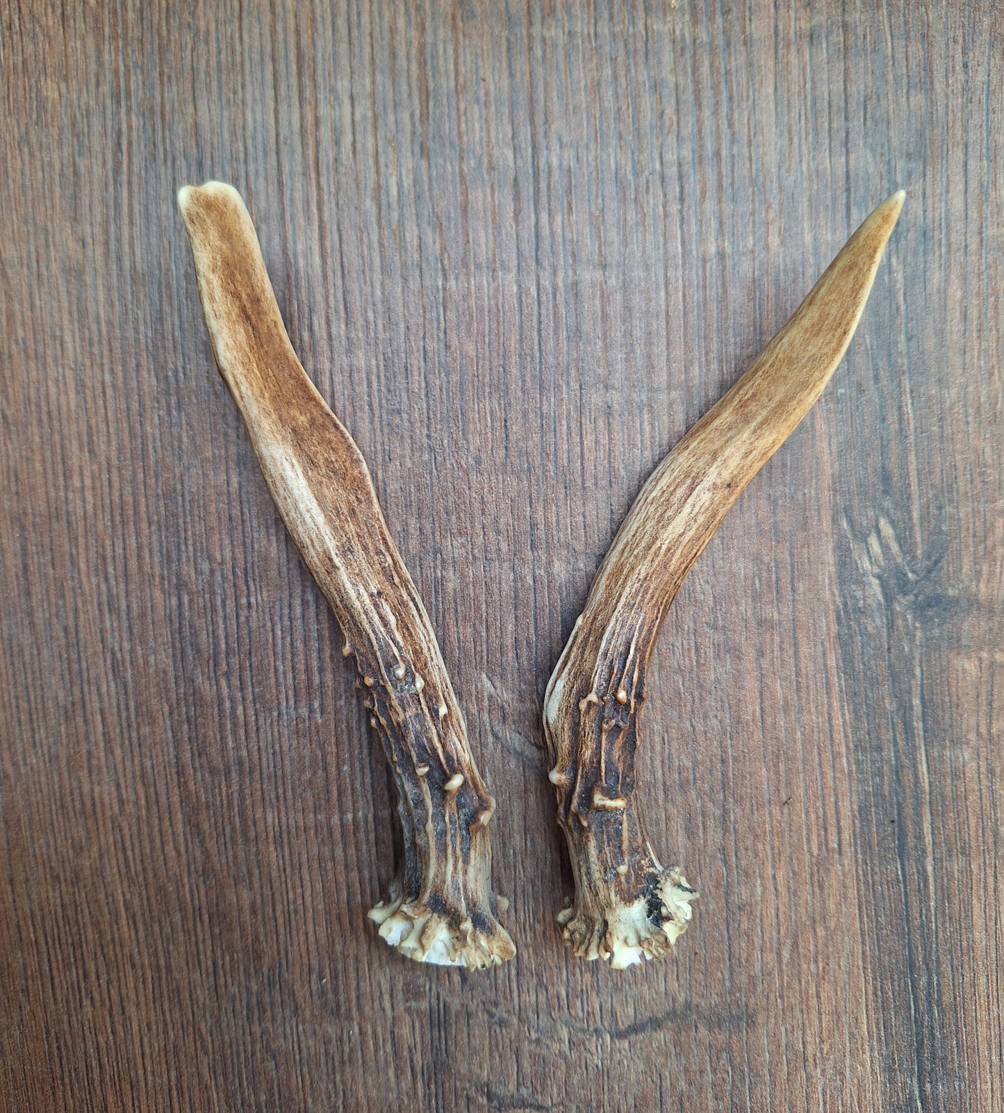 Roe deer antlers, set of two