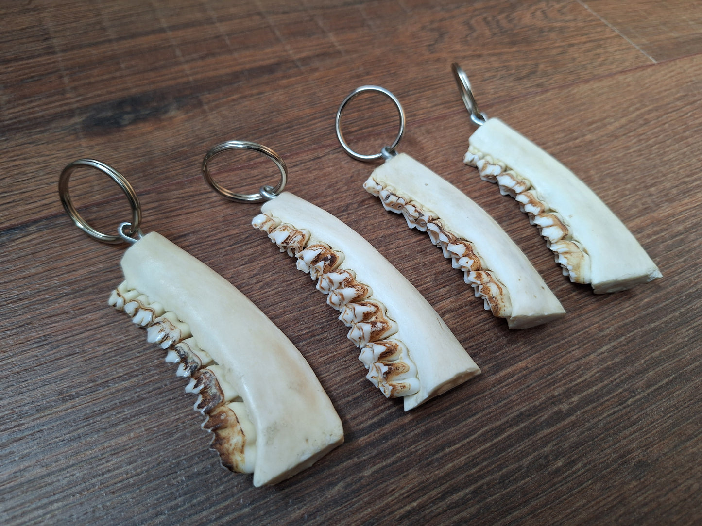 Roe deer jaw keychain