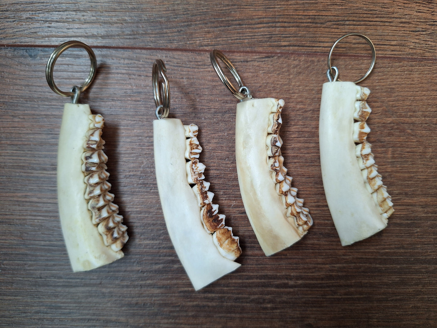 Roe deer jaw keychain