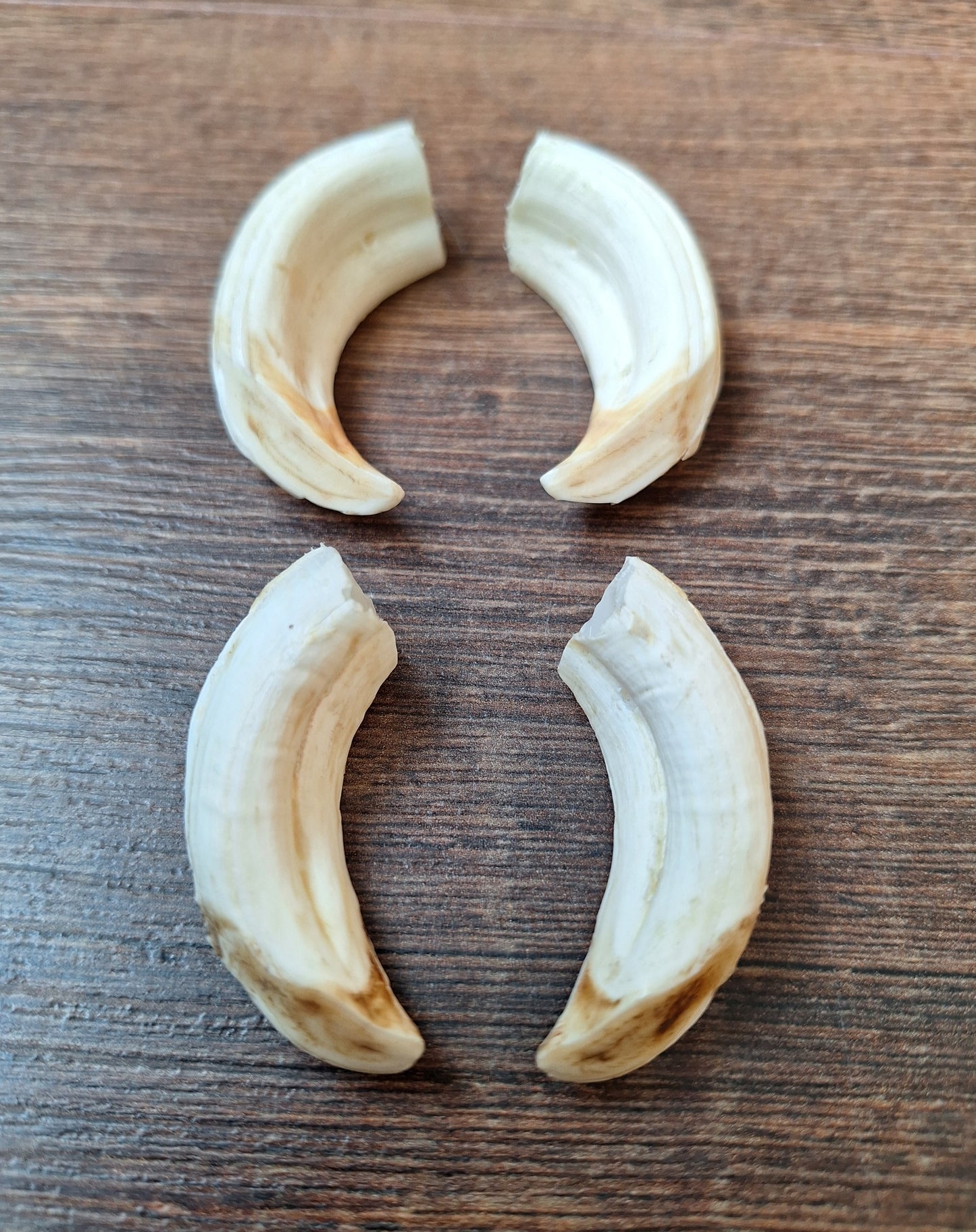 Wild boar upper jaw tusks, set of two