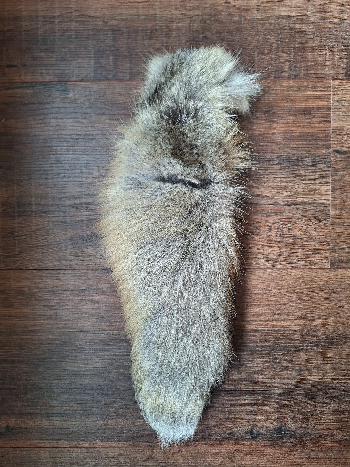 Painted silverfox tails