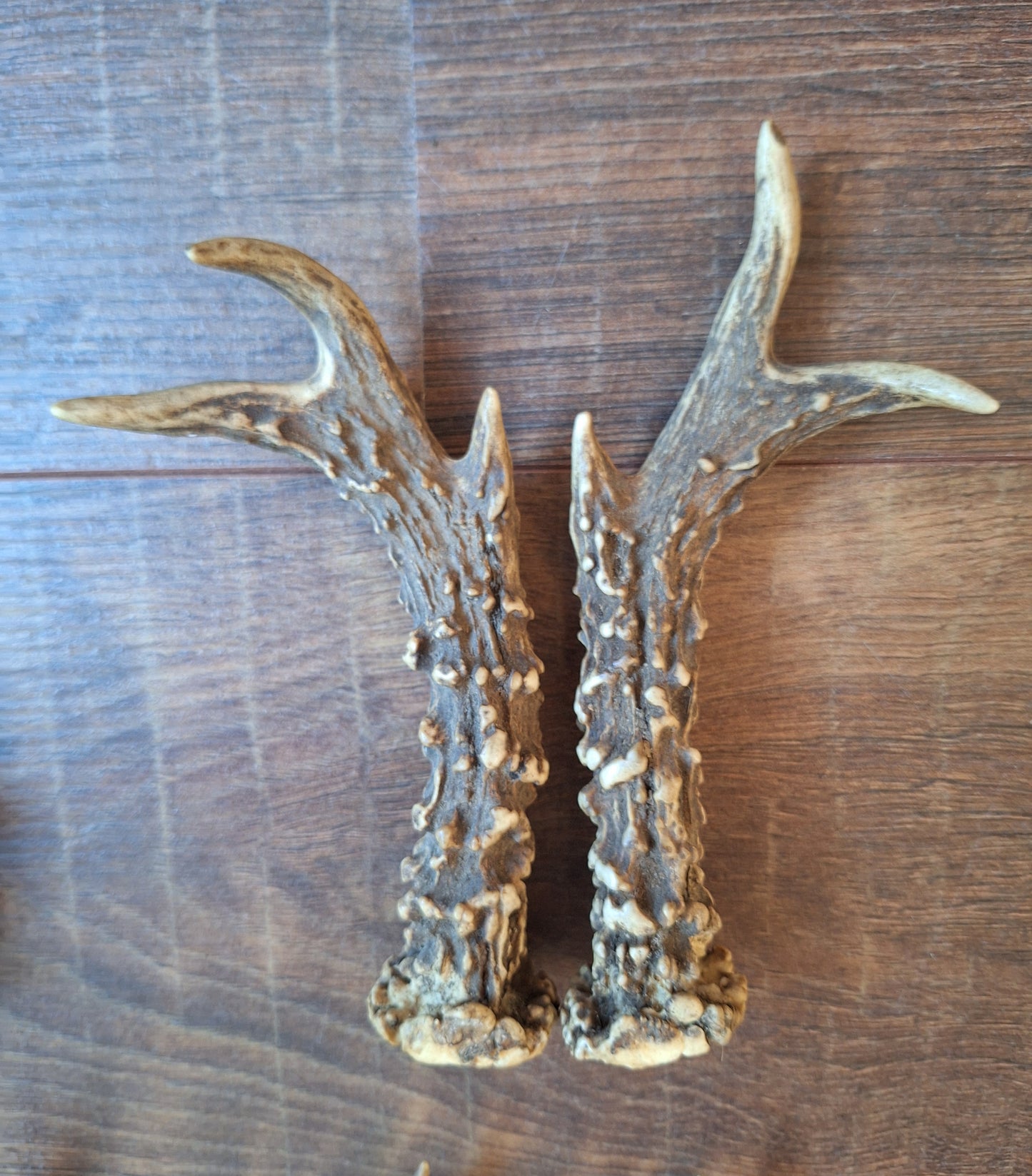 Roe deer antlers, set of two