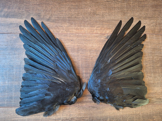 Crow set of wings #25