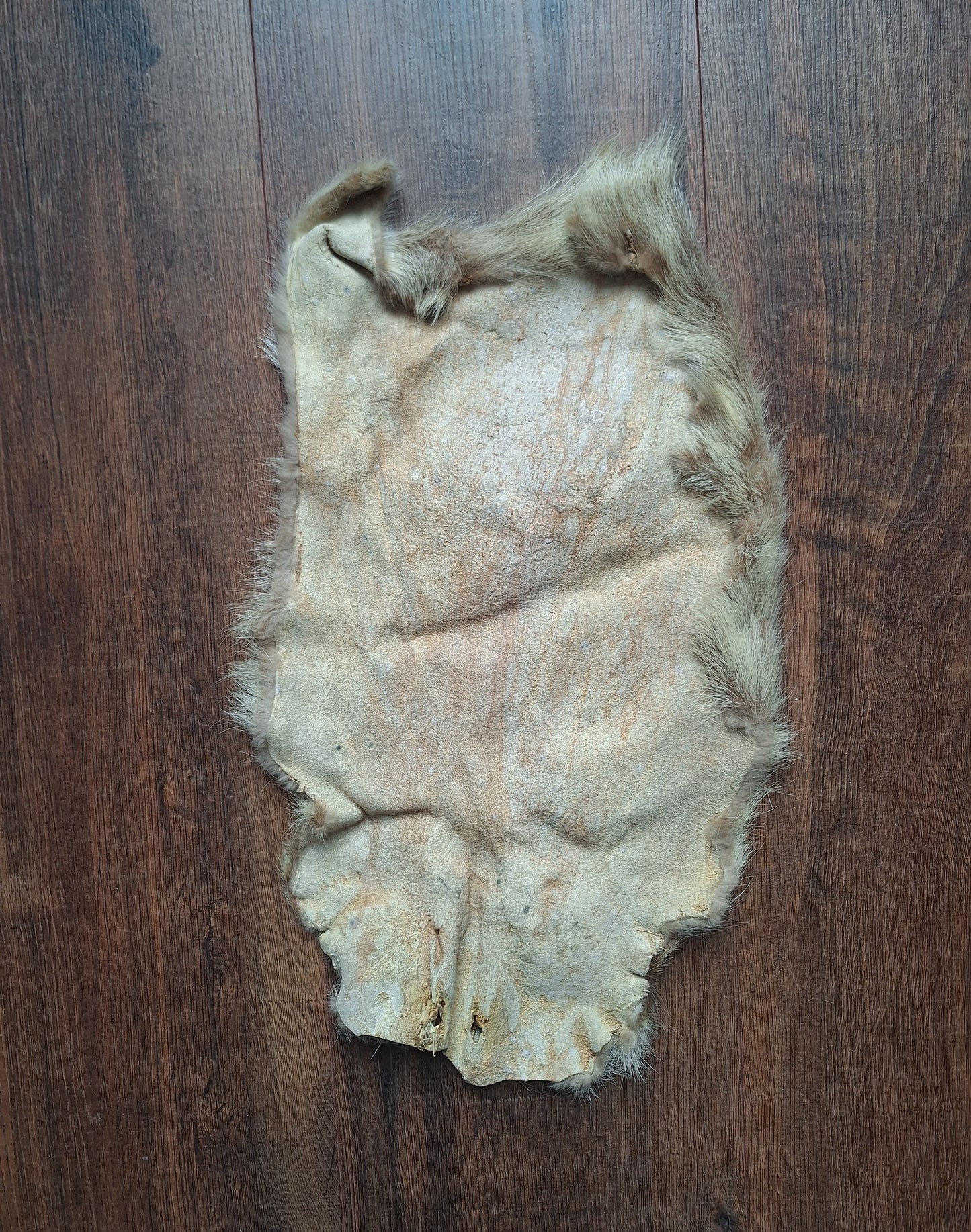 Beaver rat hide