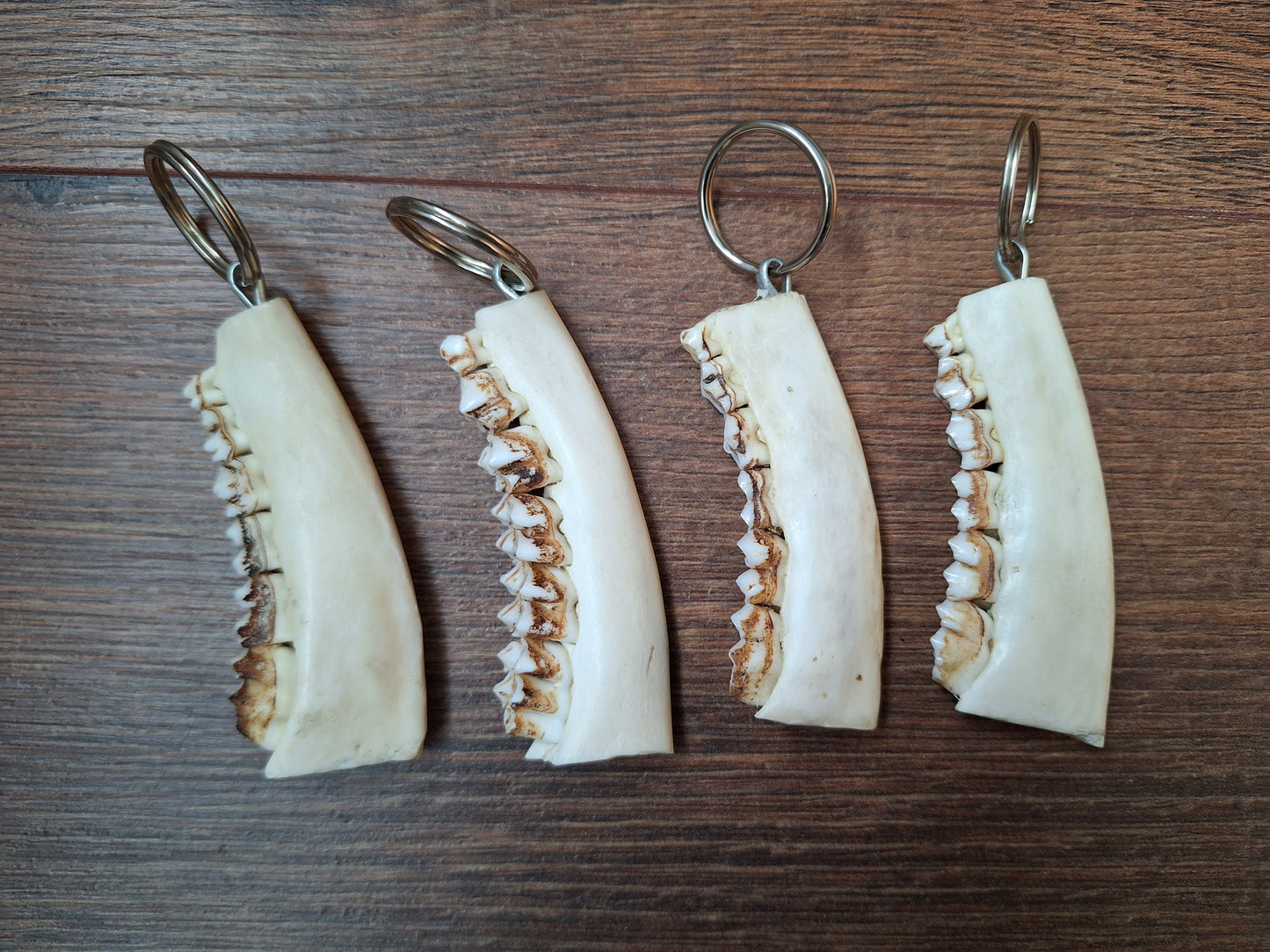 Roe deer jaw keychain