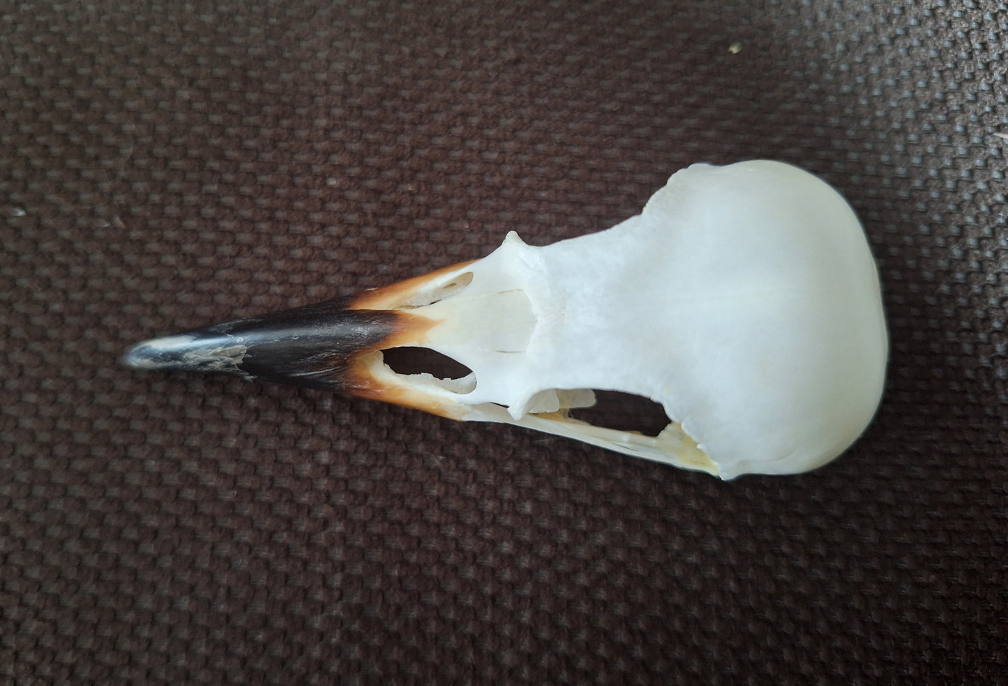 Crow skull #34