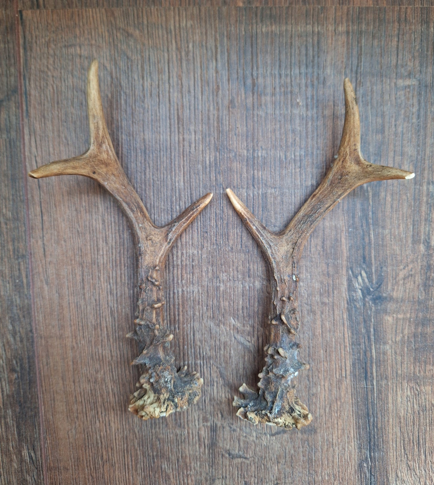 Roe deer antlers, set of two