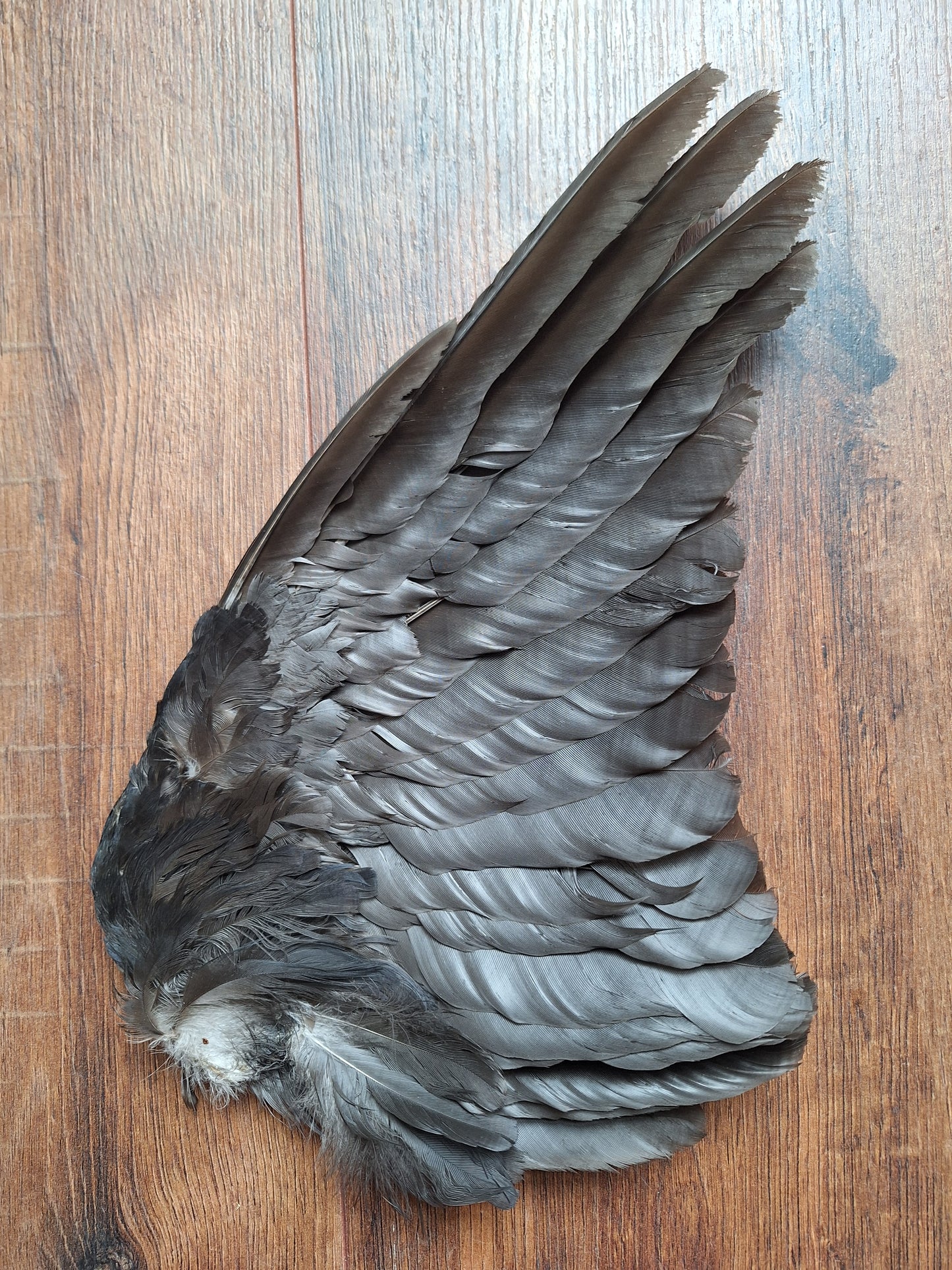 Crow single wing #41