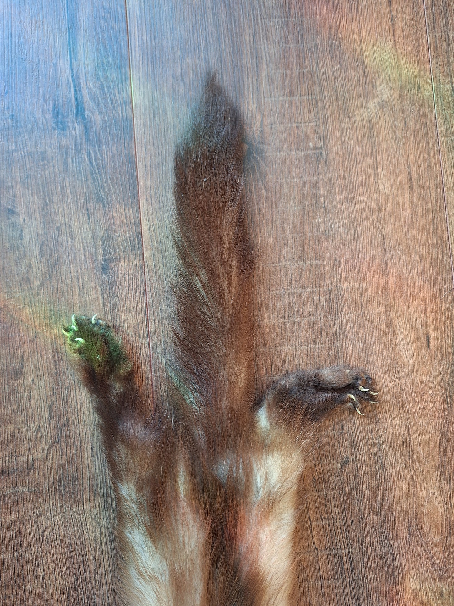 Stone marten hide #4