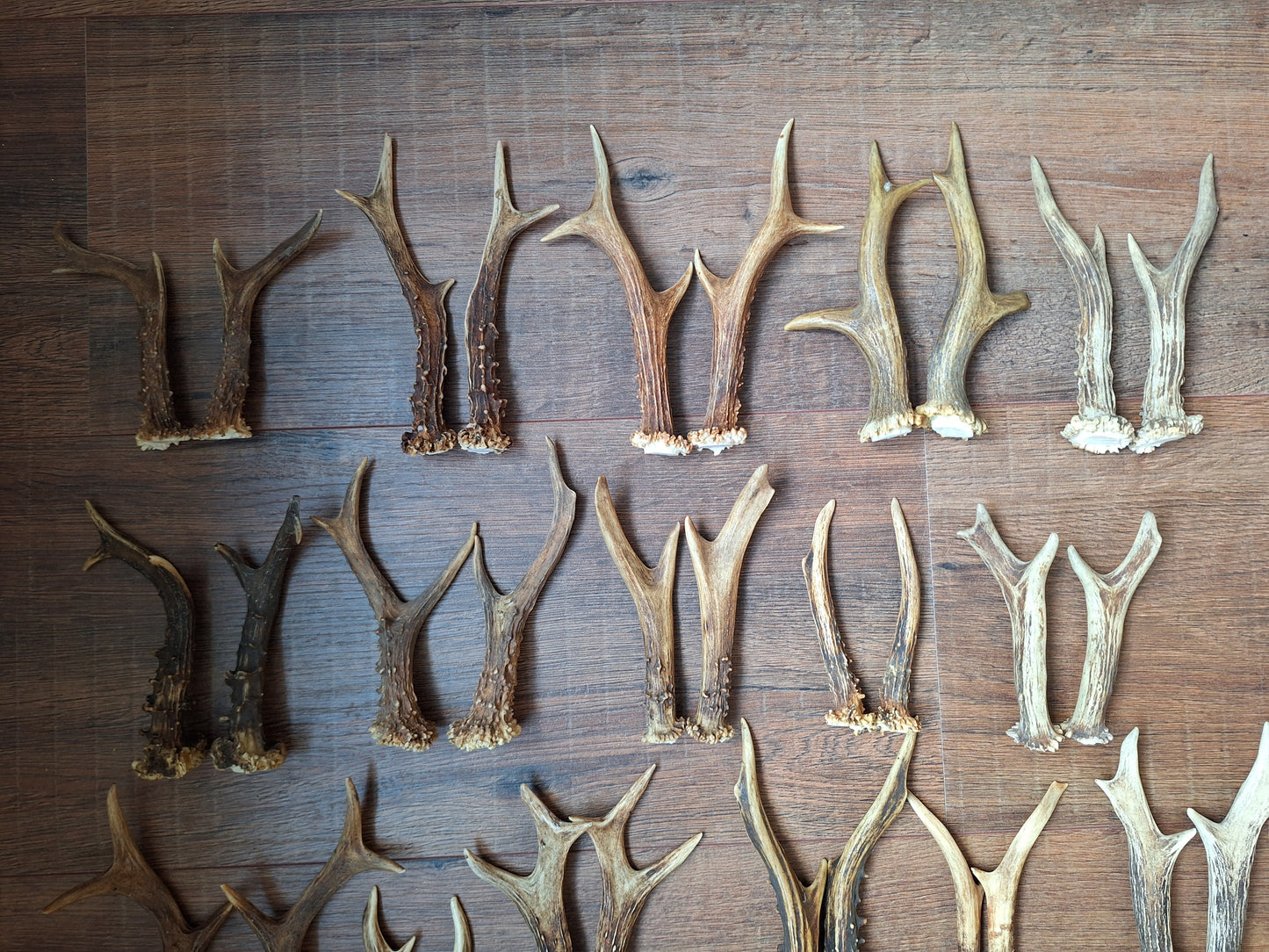 Roe deer antlers, set of two