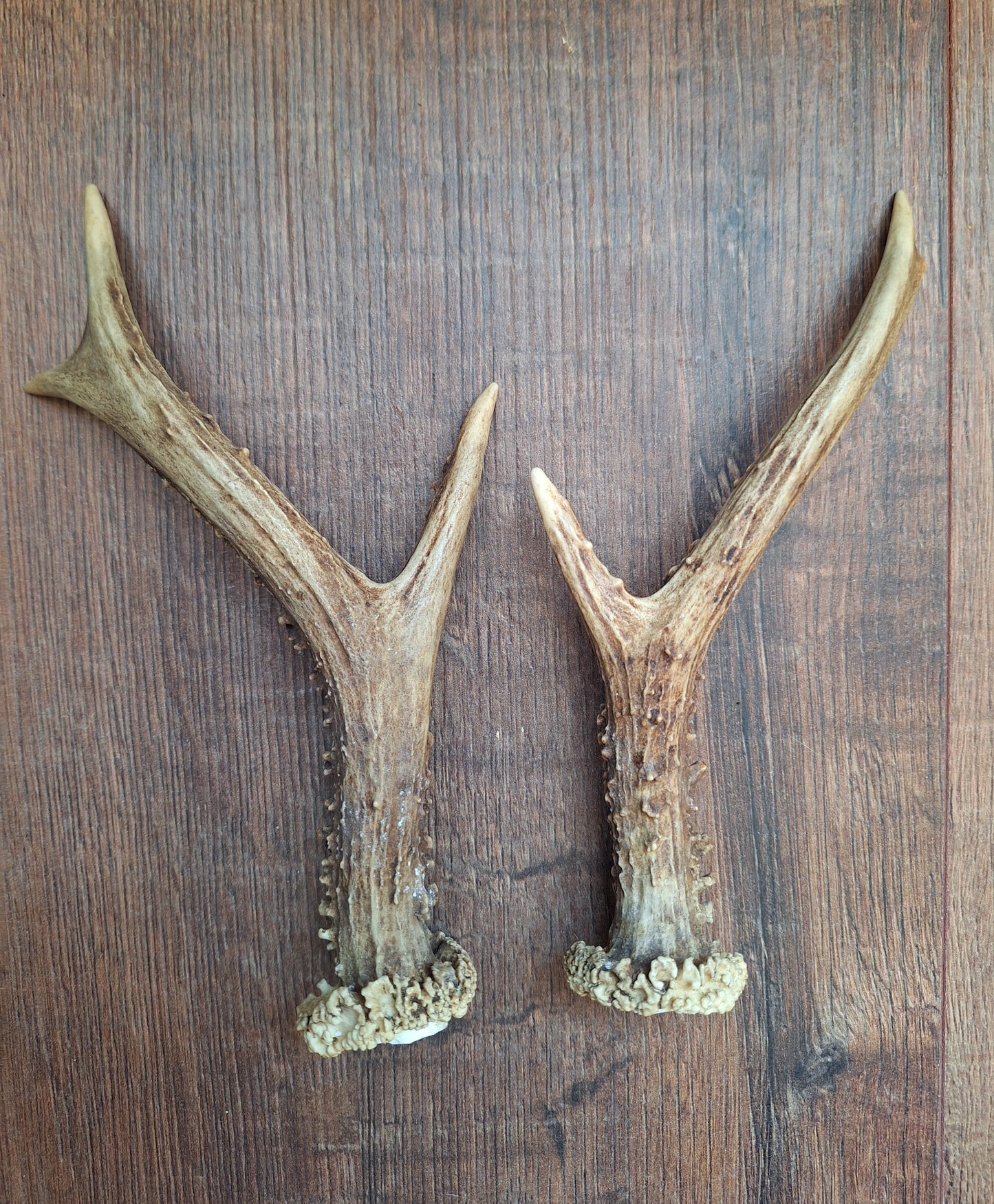 Roe deer antlers, set of two