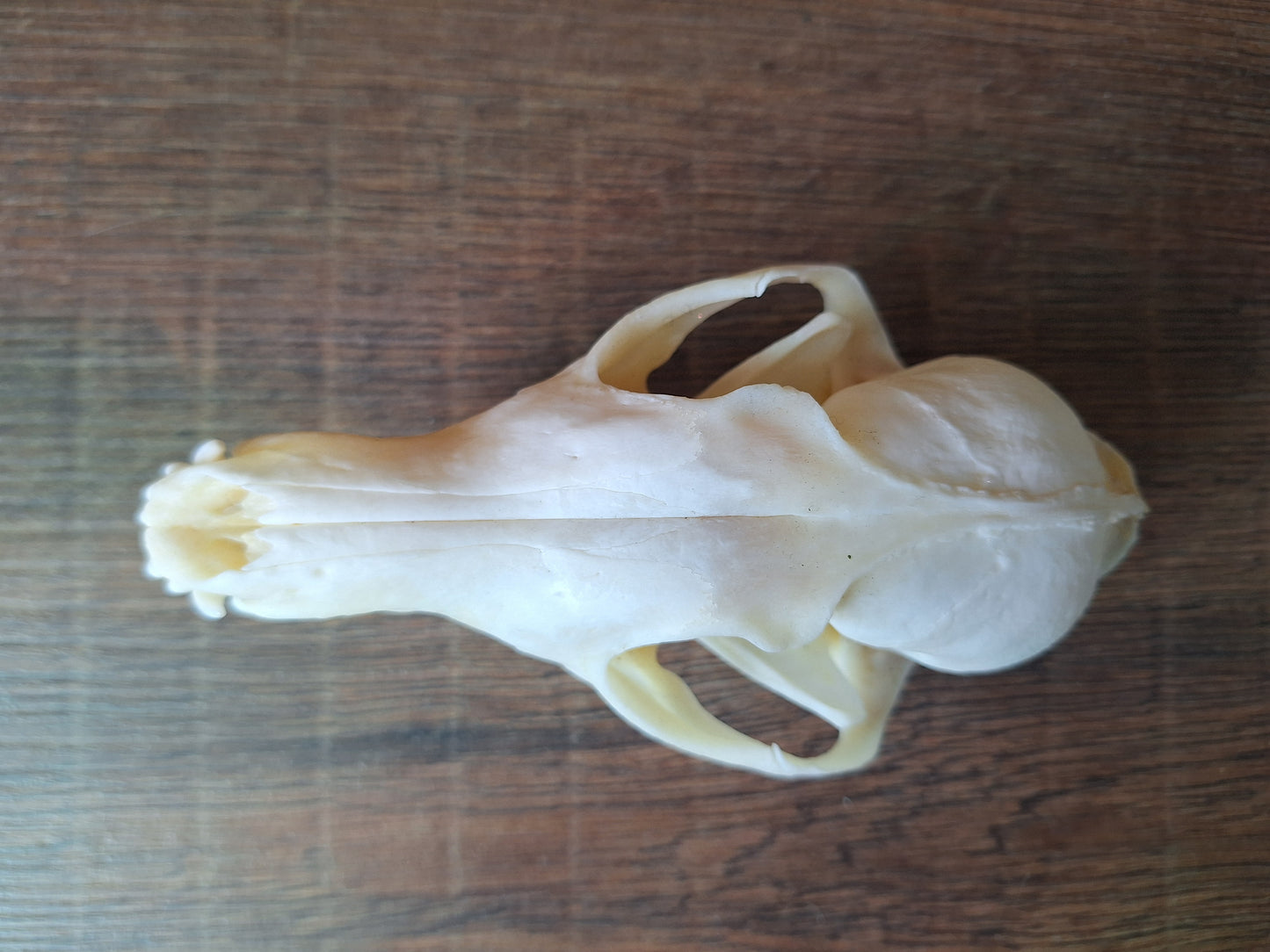 Fox skull #18