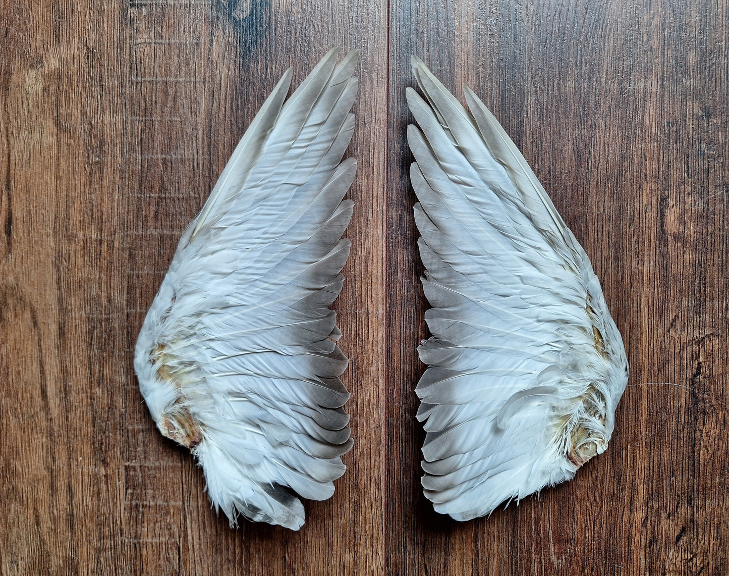 Domestic pigeon wings, set of 2