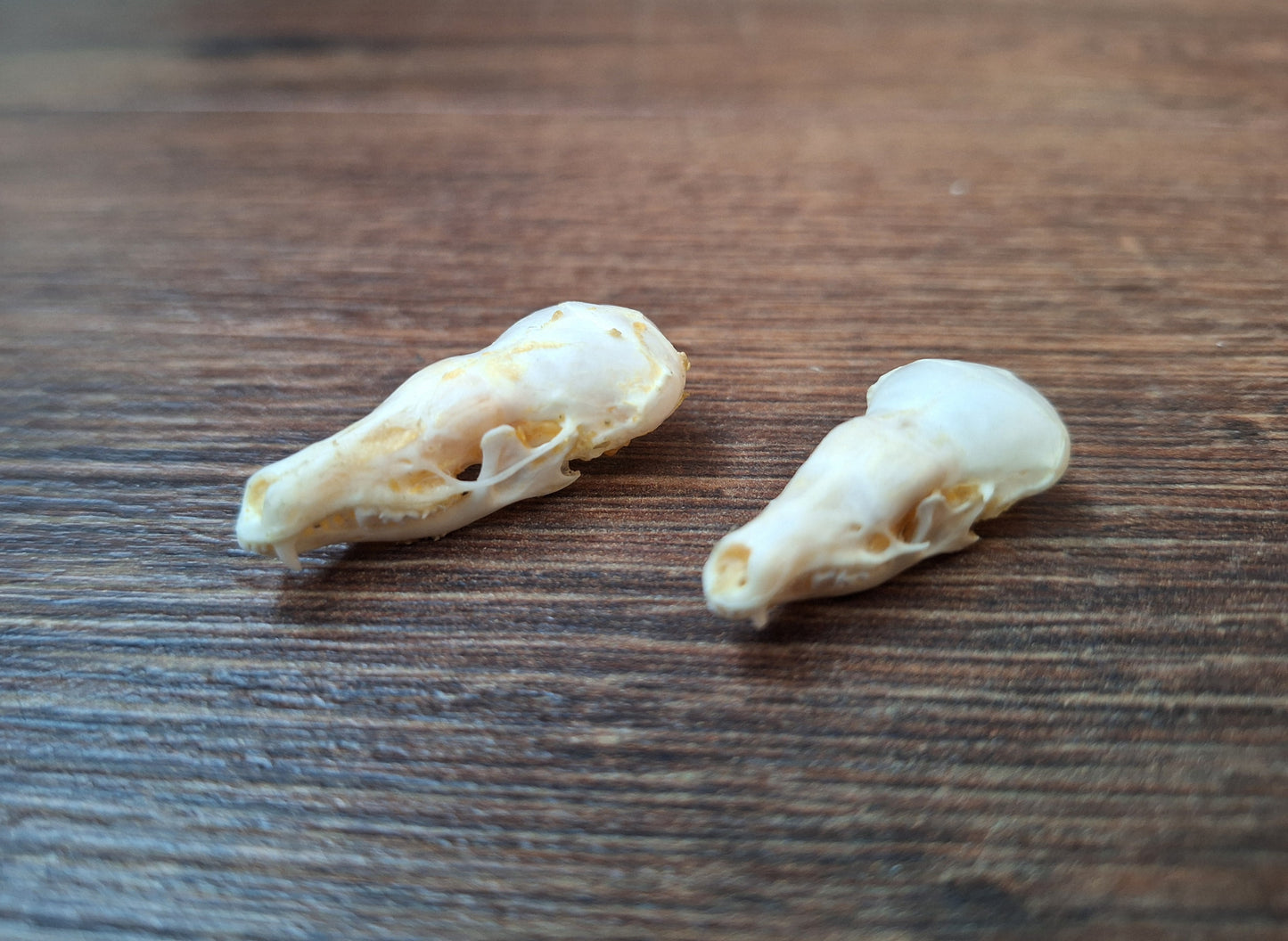 Mole skull