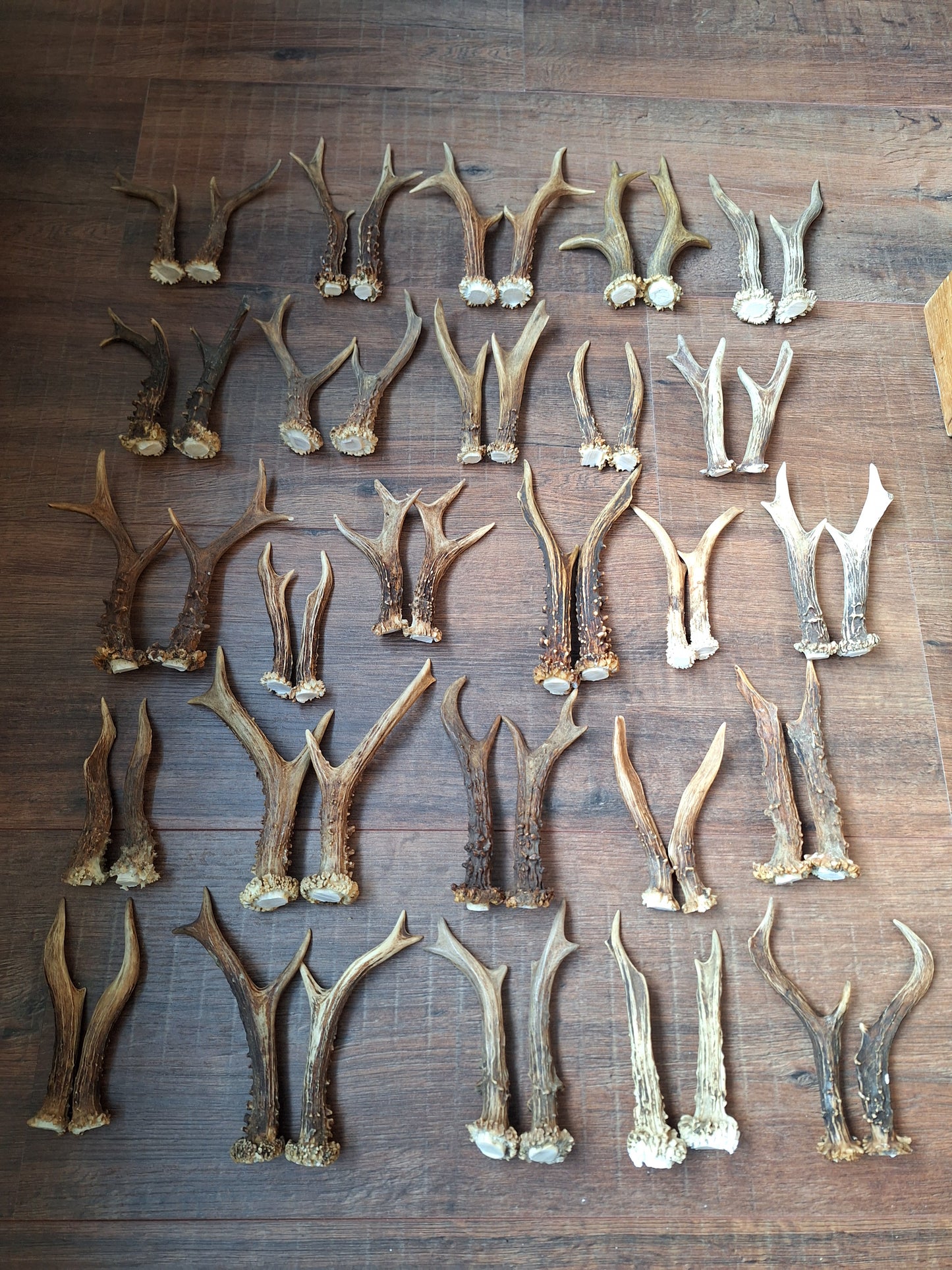 Roe deer antlers, set of two