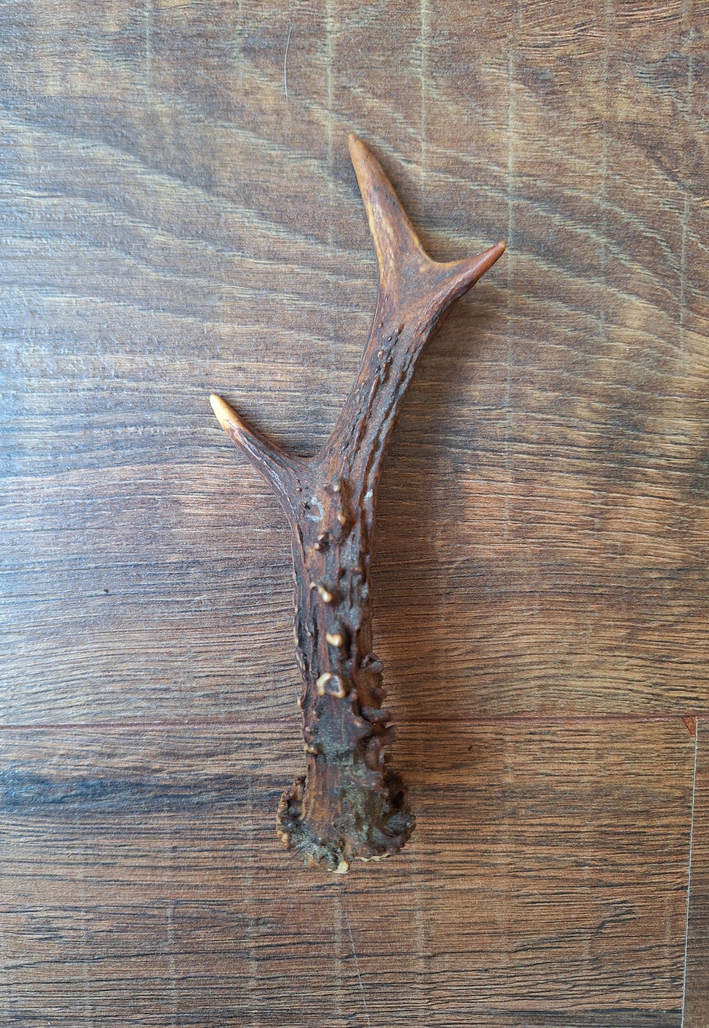 Roe deer antlers, single