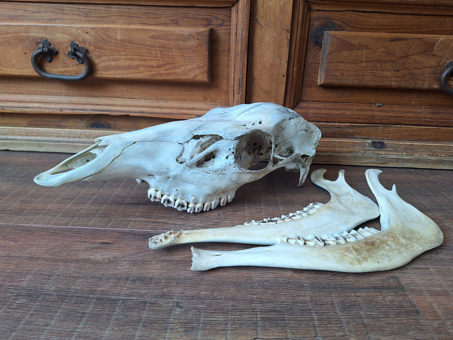 Red deer skull