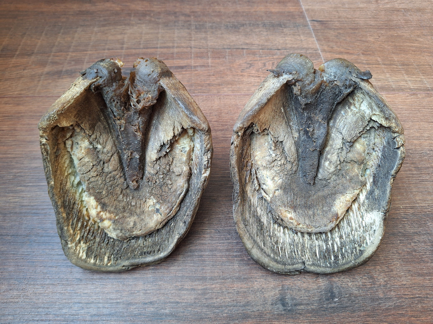 Horse hooves