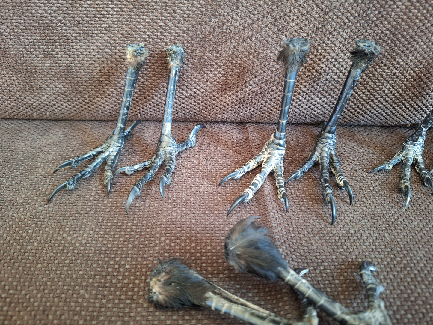 Crow claws pair, standing-shape