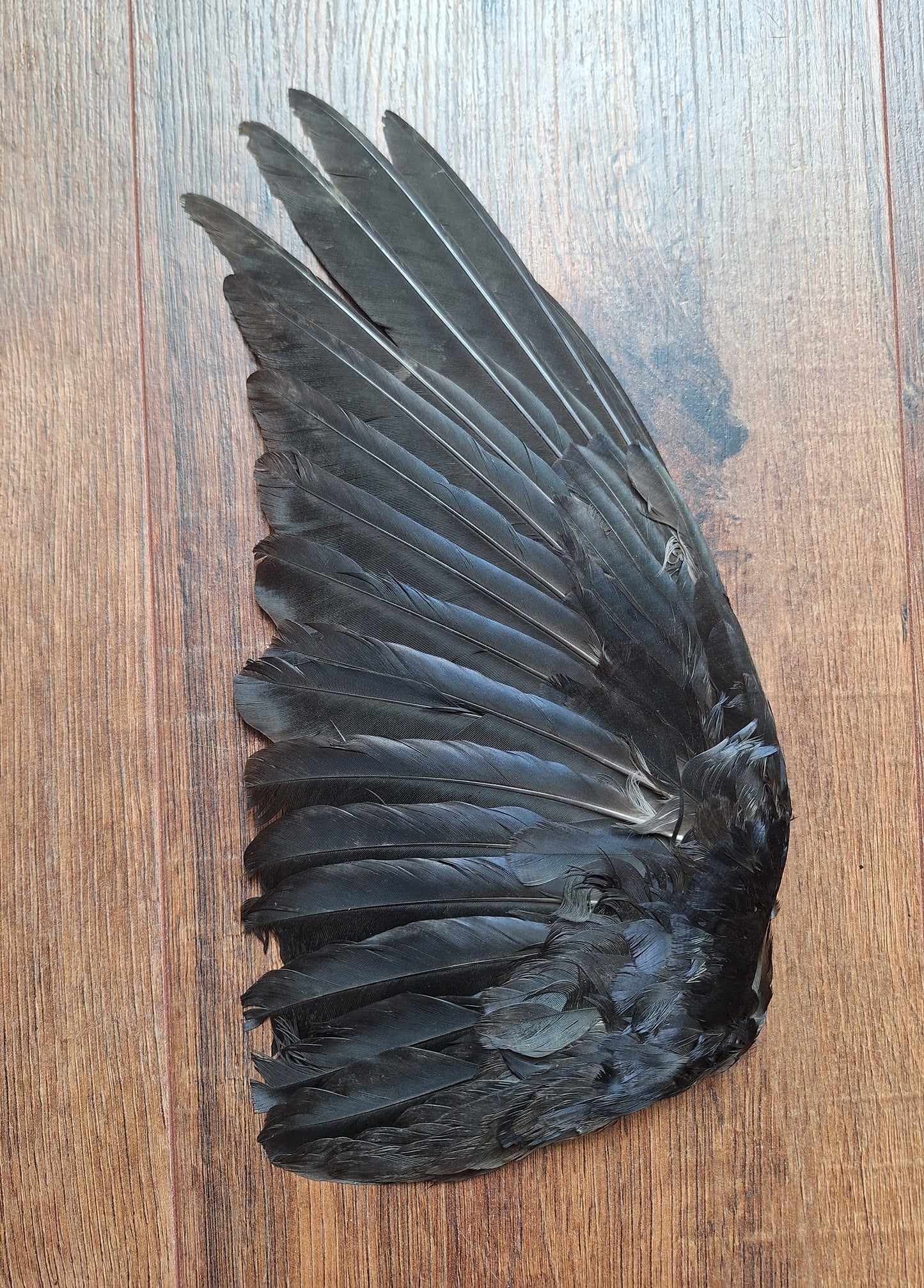Crow single wing #43