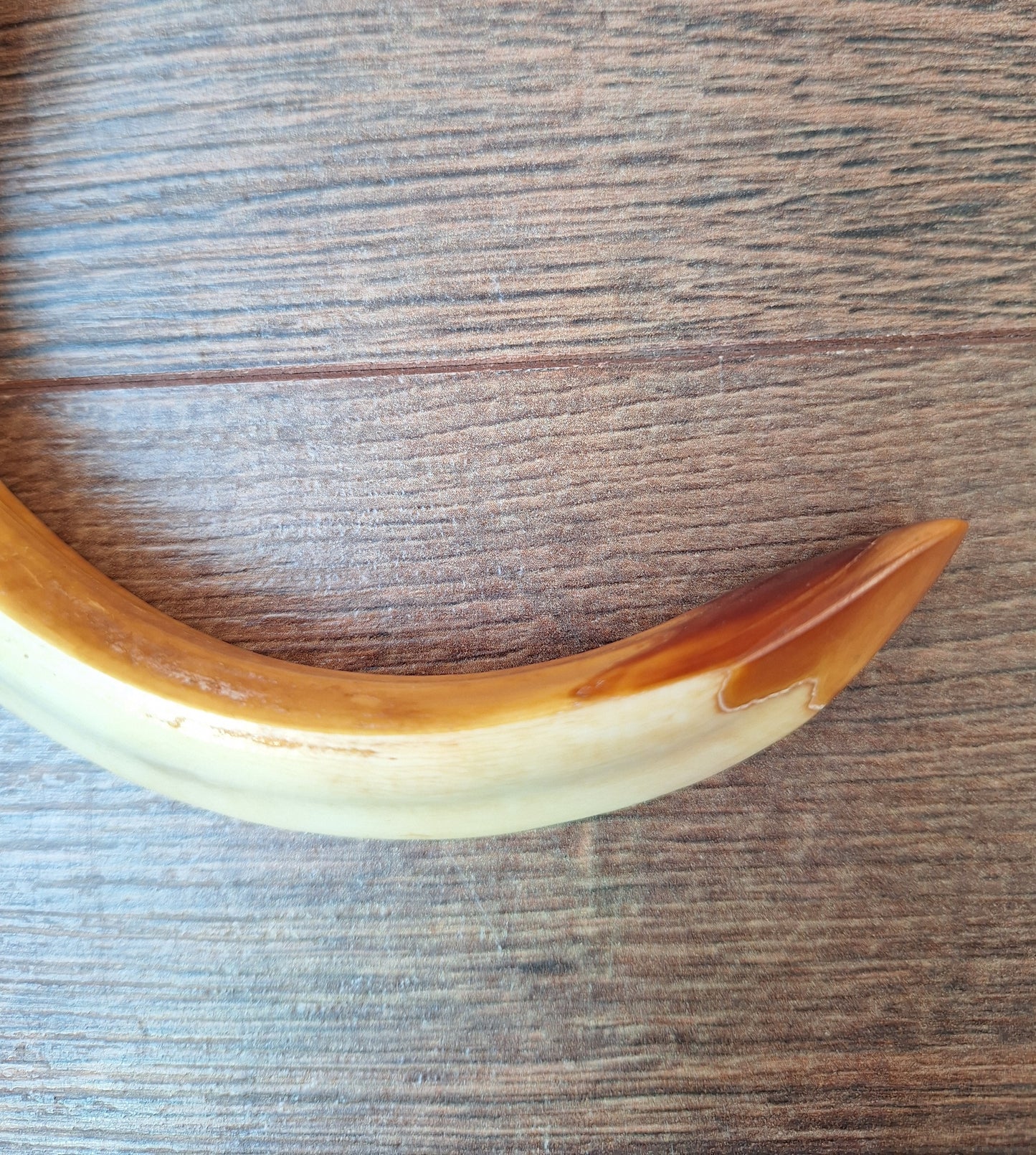 Vintage Nepalese wild boar tusk pendant