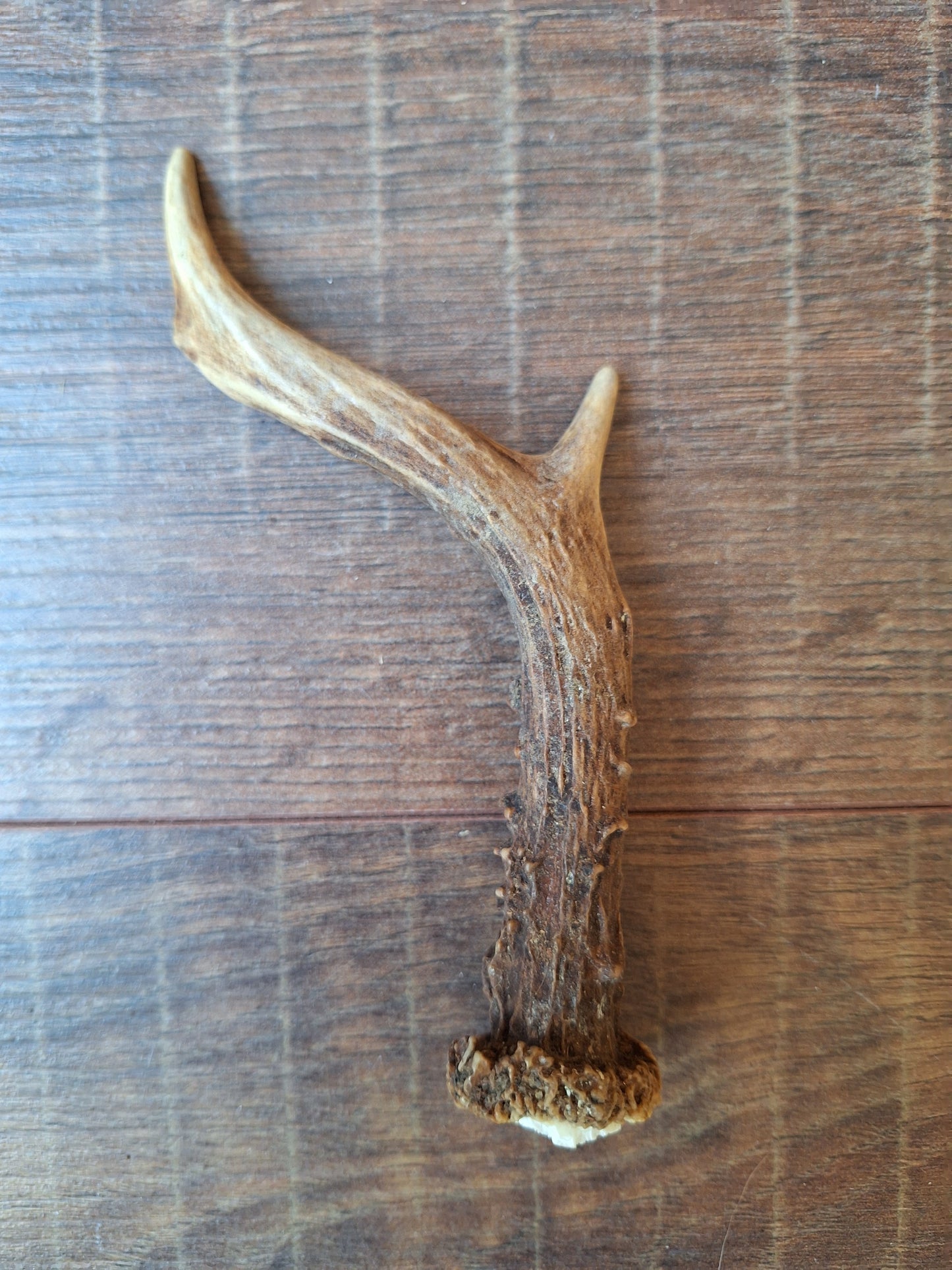 Roe deer antlers, single