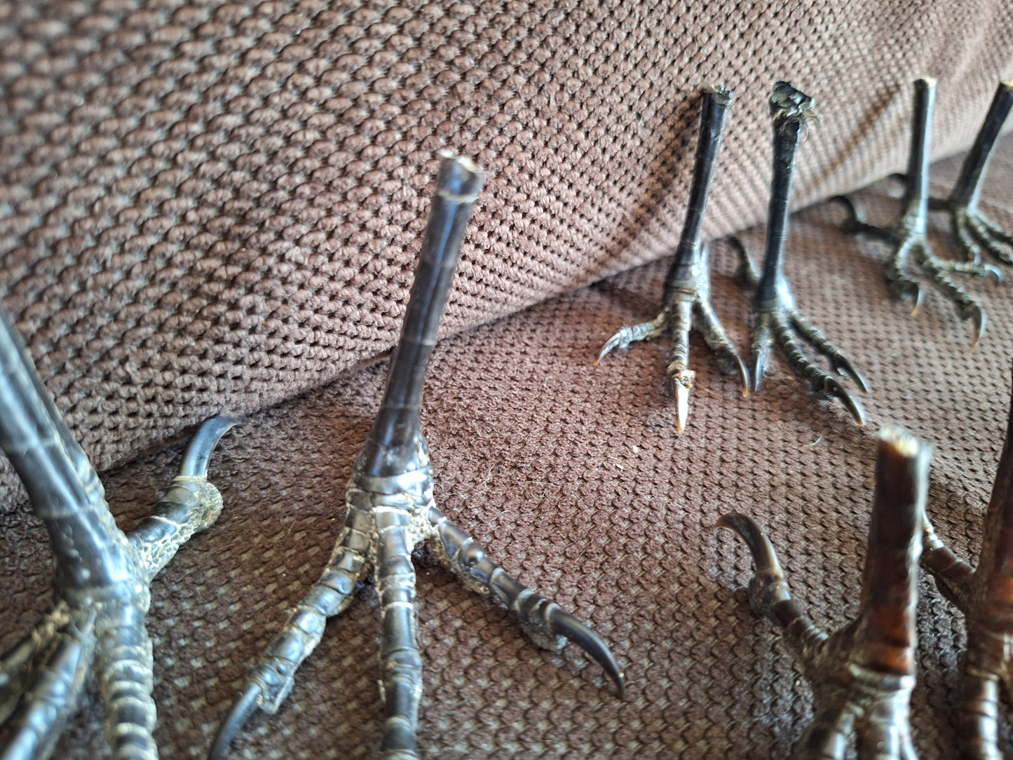 Crow claws, set of 2, B-quality